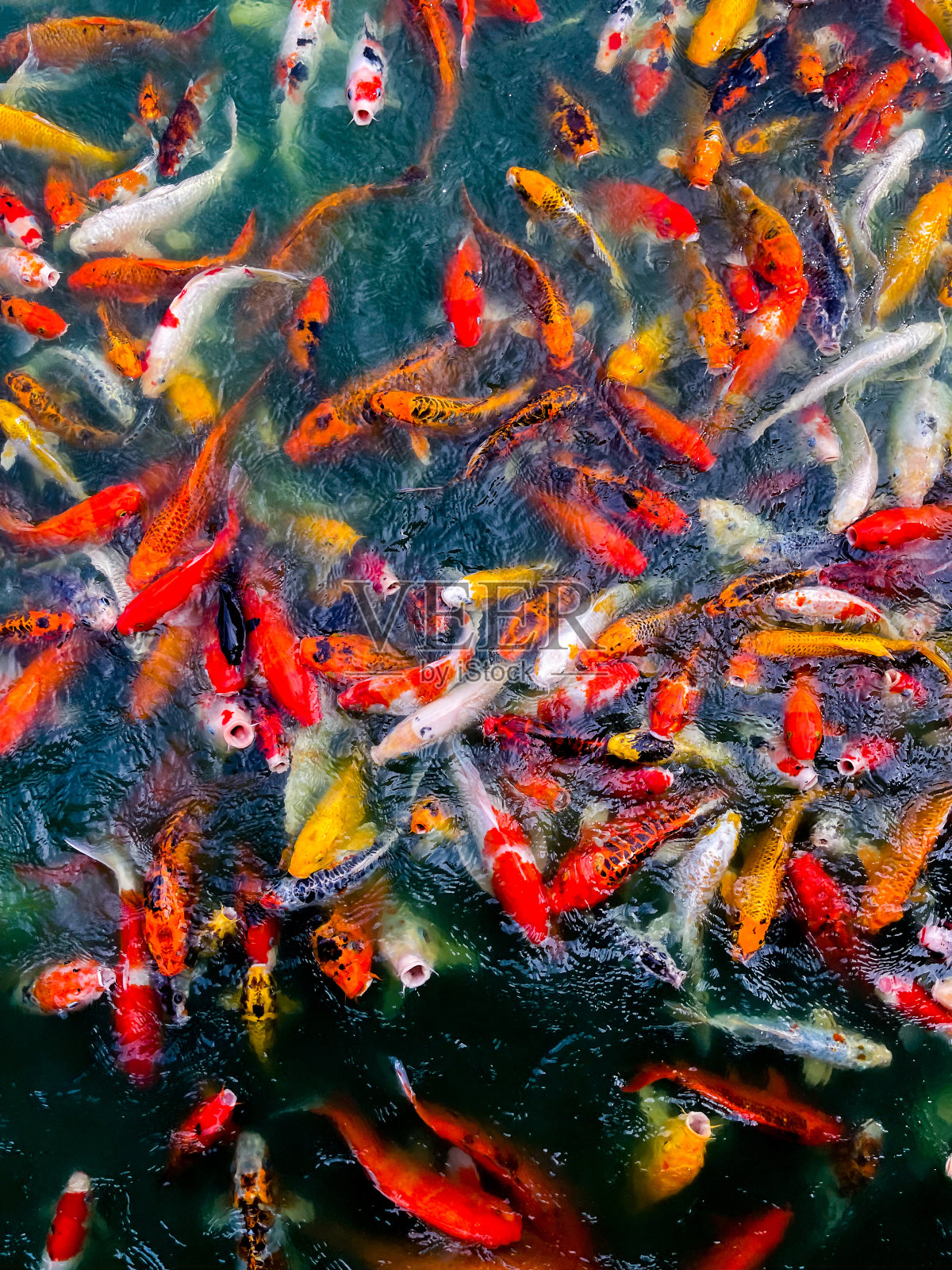 花式鲤鱼鱼塘背景，五彩缤纷的背景照片摄影图片