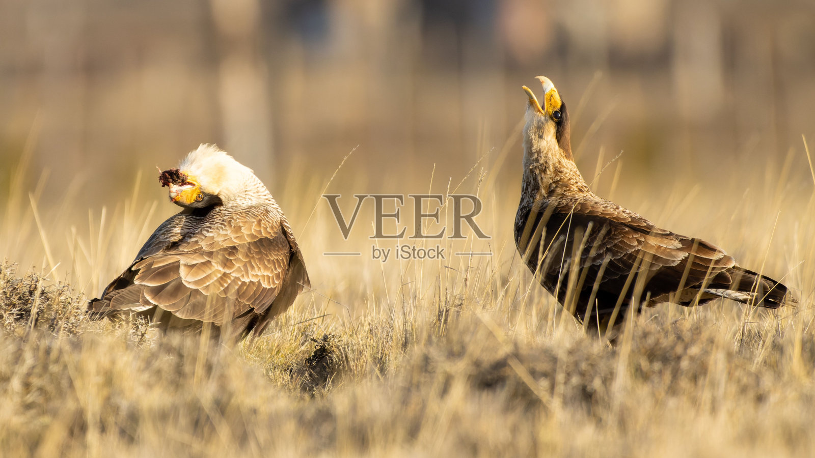 在阳光下发现的两只凤头卡拉卡拉鸟的风景照片摄影图片