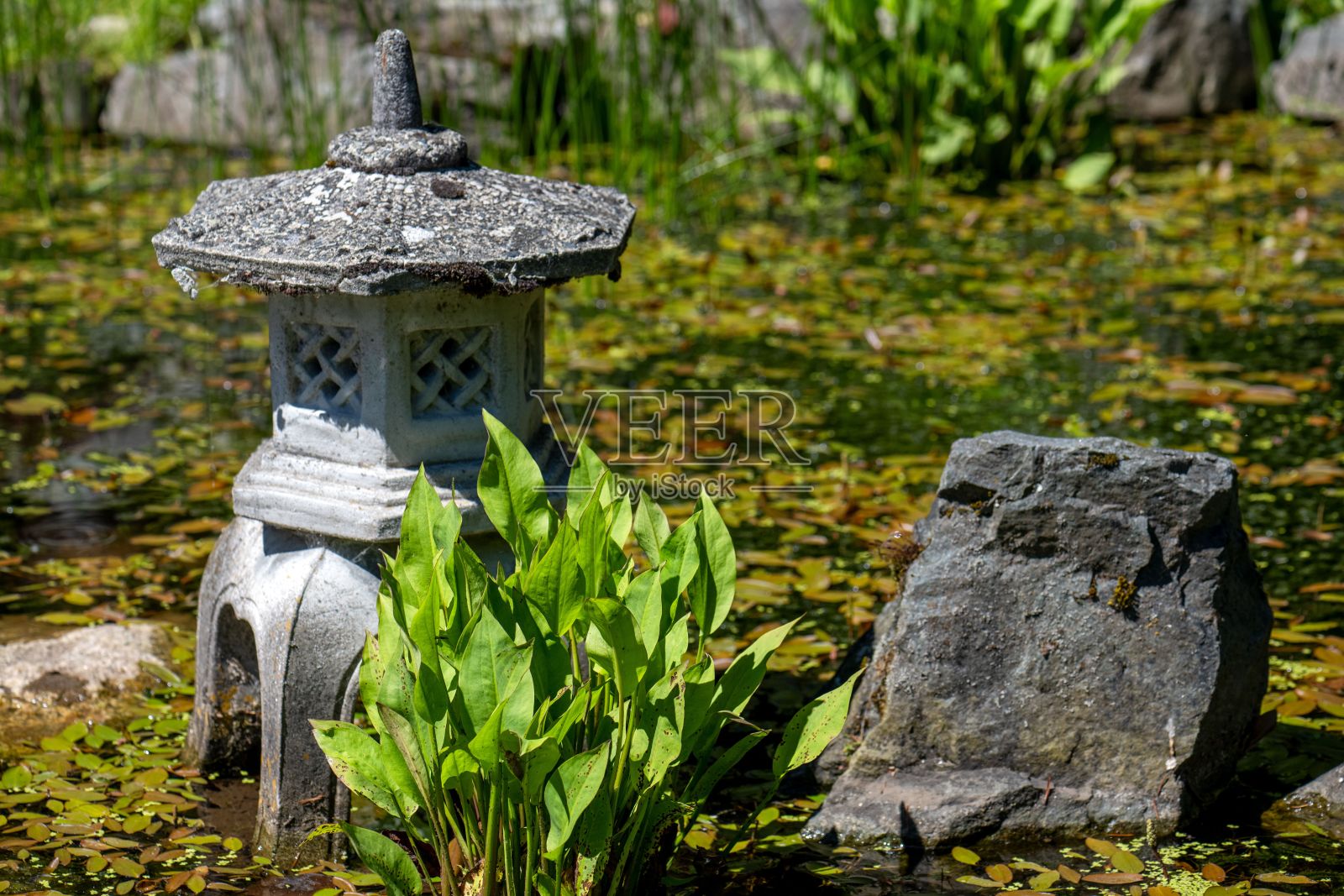 加拿大不列颠哥伦比亚省维多利亚市日式庭院池塘中的日式石灯笼照片摄影图片