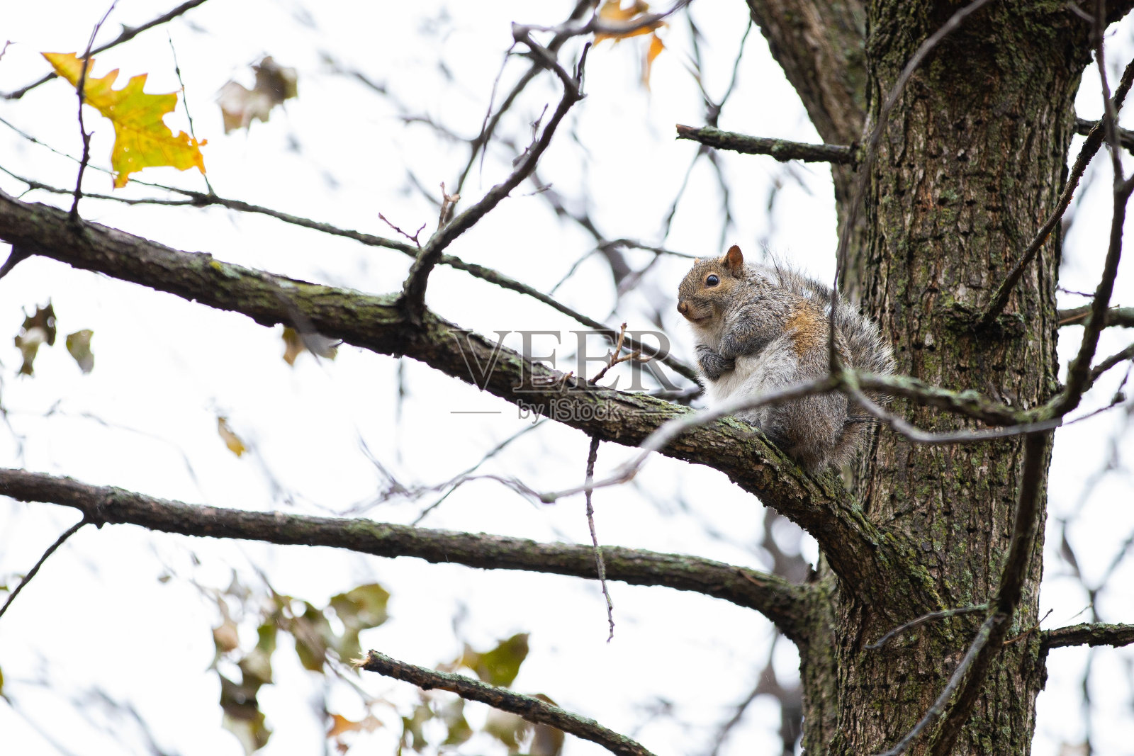 树枝上的松鼠特写照片摄影图片