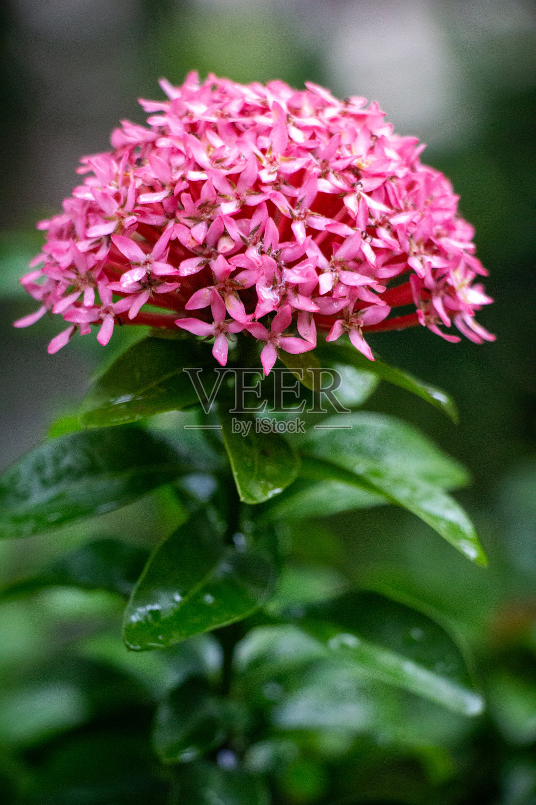 粉红色花朵的特写照片摄影图片