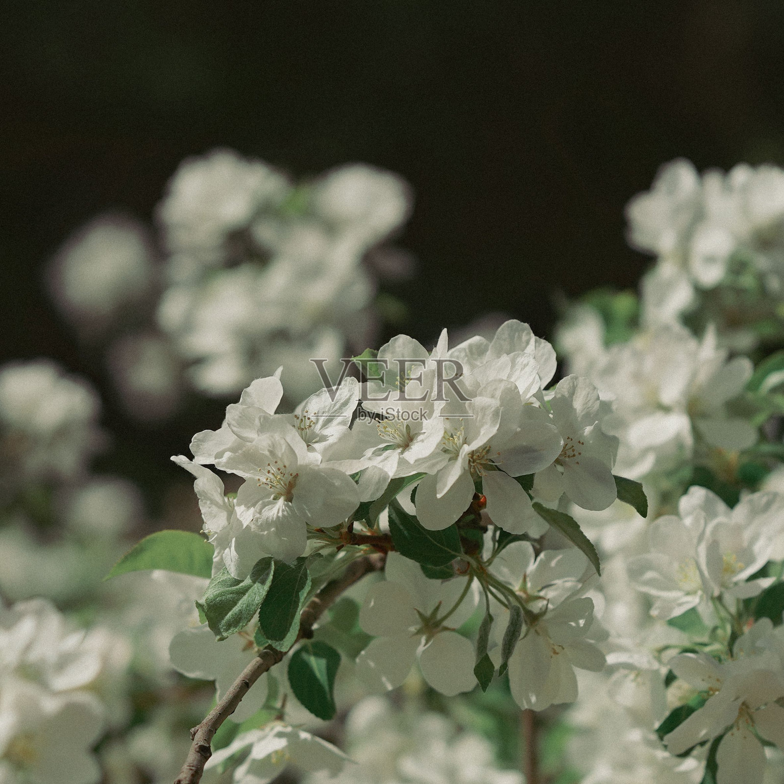 在一个阳光明媚的日子里，花园中美丽的开花树枝特写照片摄影图片