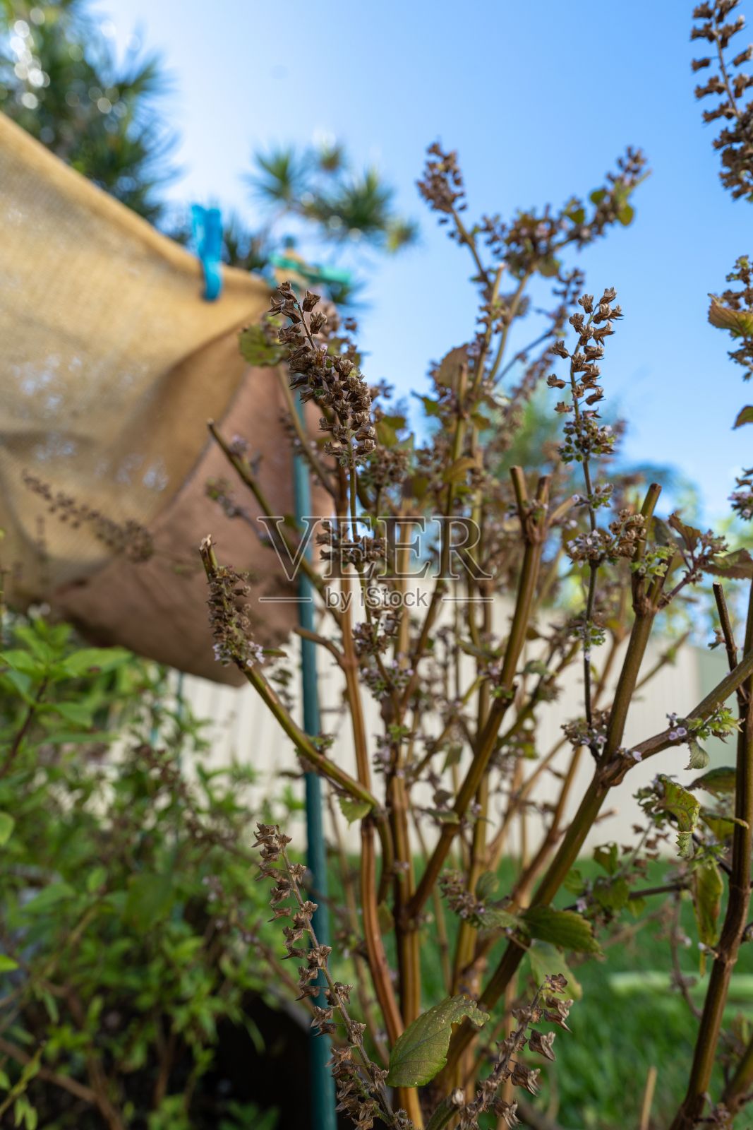 垂直特写的神圣罗勒植物生长在一个花园照片摄影图片