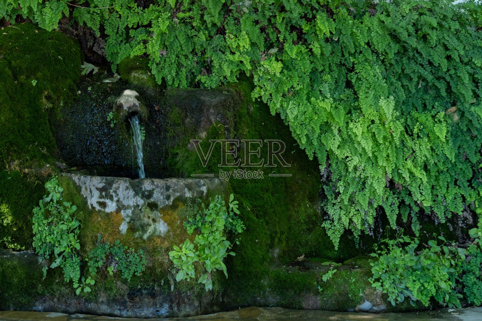 被植被覆盖的水晶水的天然泉水照片摄影图片