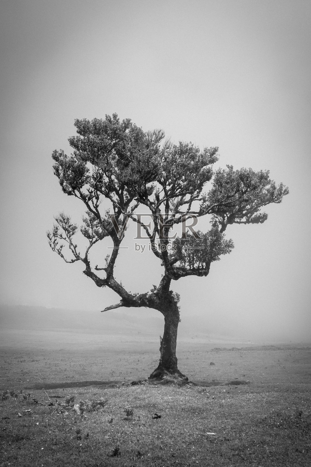 阴天里田野里一棵树的美丽景色照片摄影图片