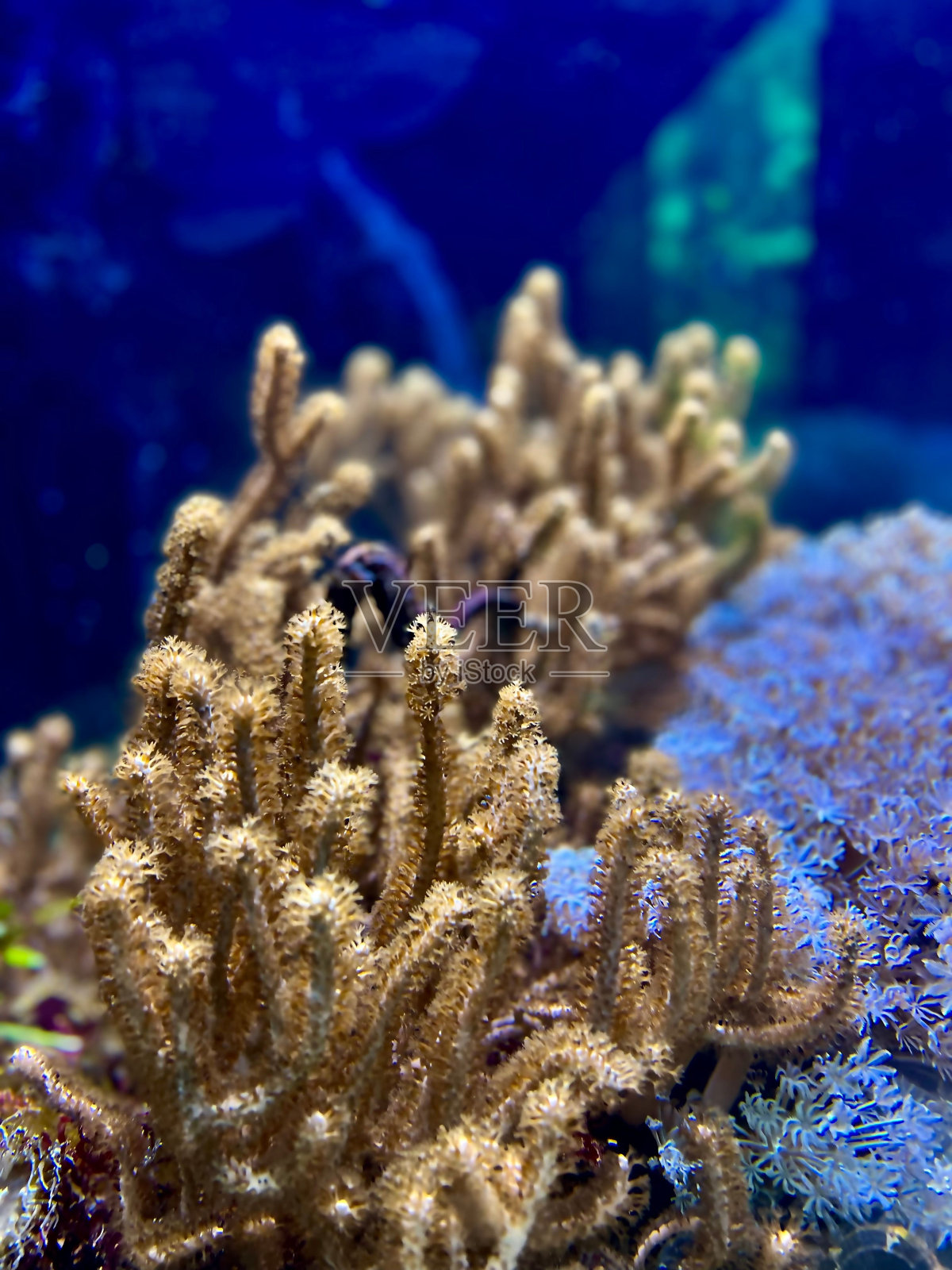 水下黄色珊瑚的特写照片摄影图片