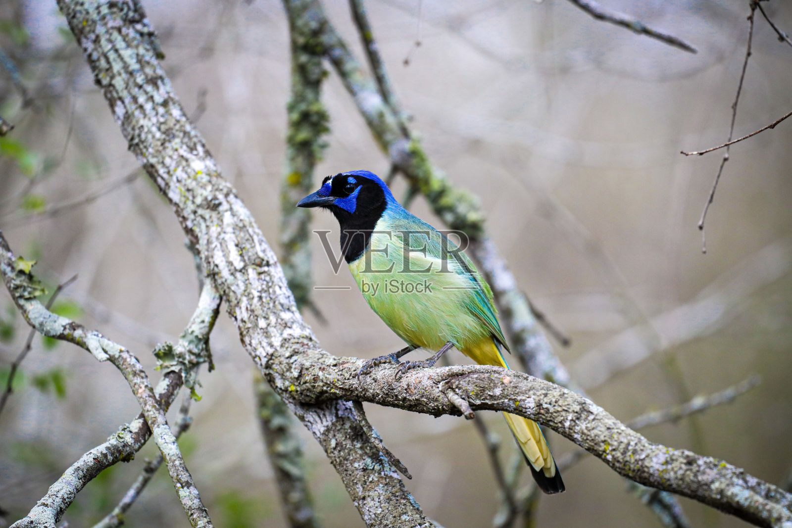 特写镜头，一只绿松鸦栖息在树枝上照片摄影图片