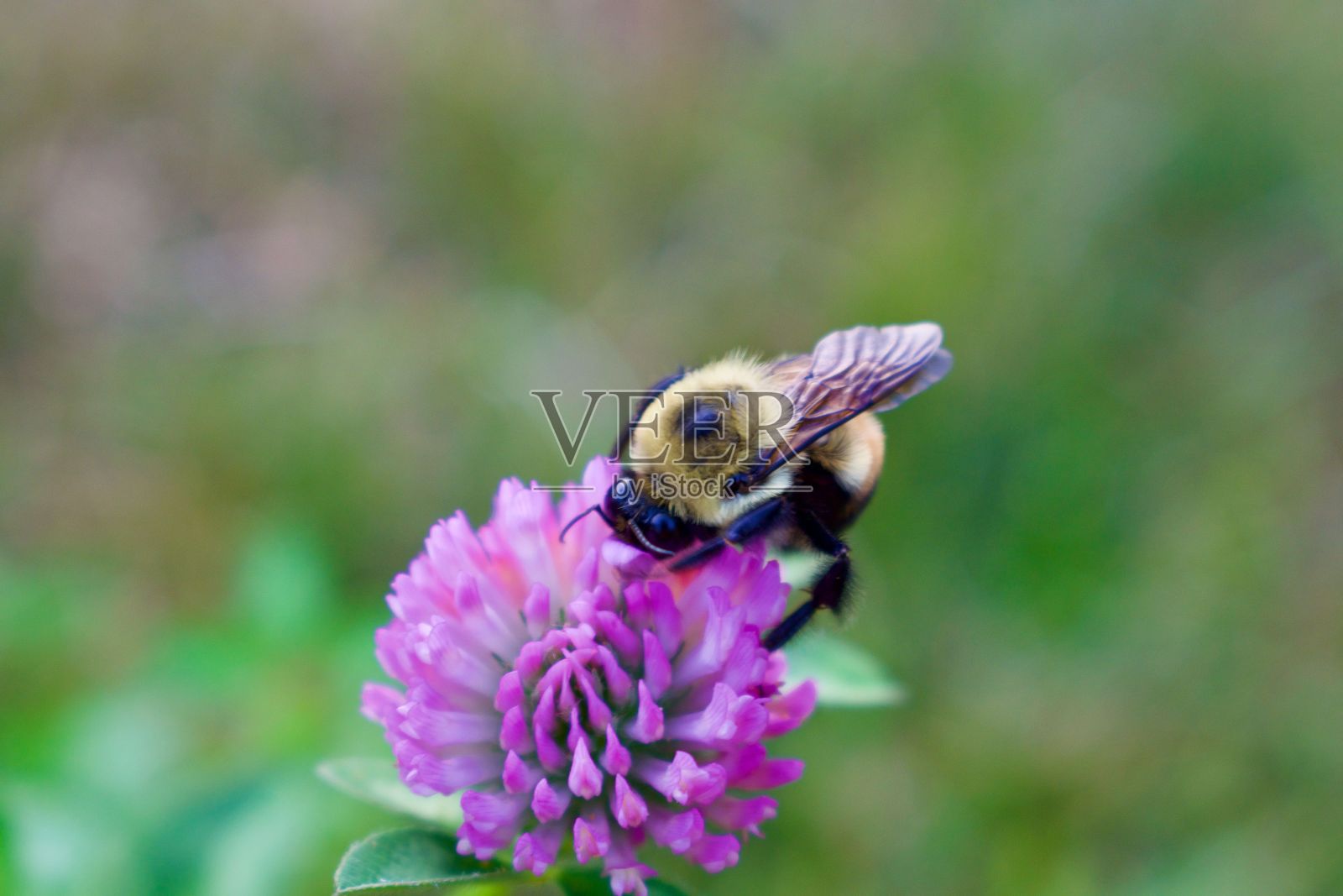 微距拍摄一只蜜蜂在紫色三叶草花照片摄影图片
