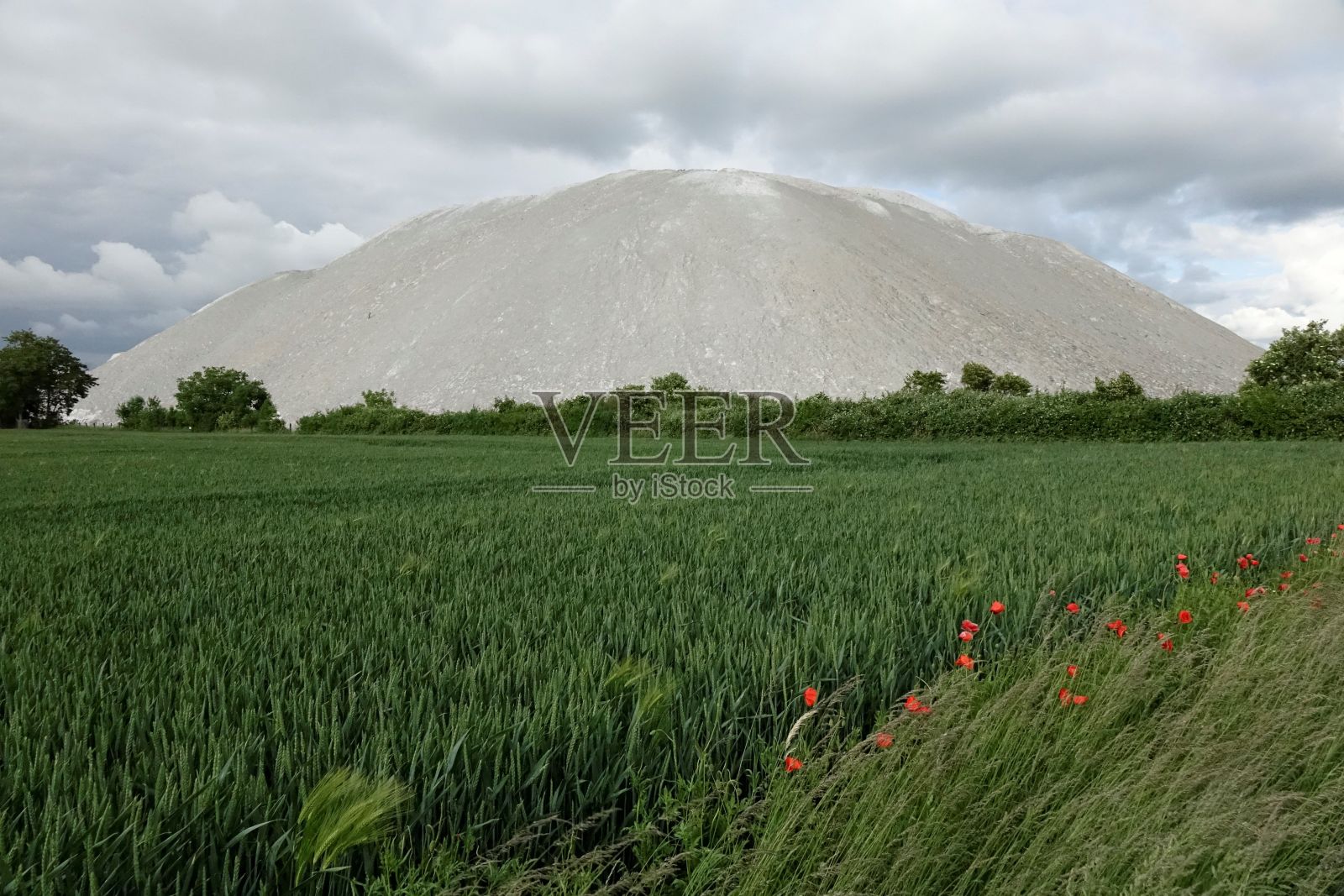 美丽的红色花朵与绿色草坪在农田和山的背景照片摄影图片