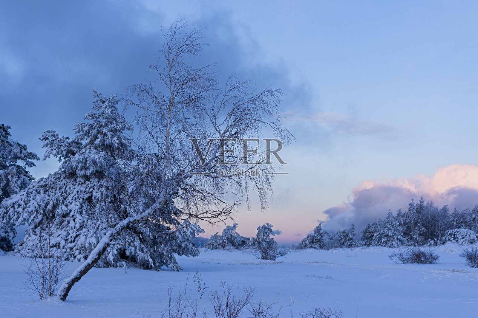 冬季针叶林的纹理照片摄影图片