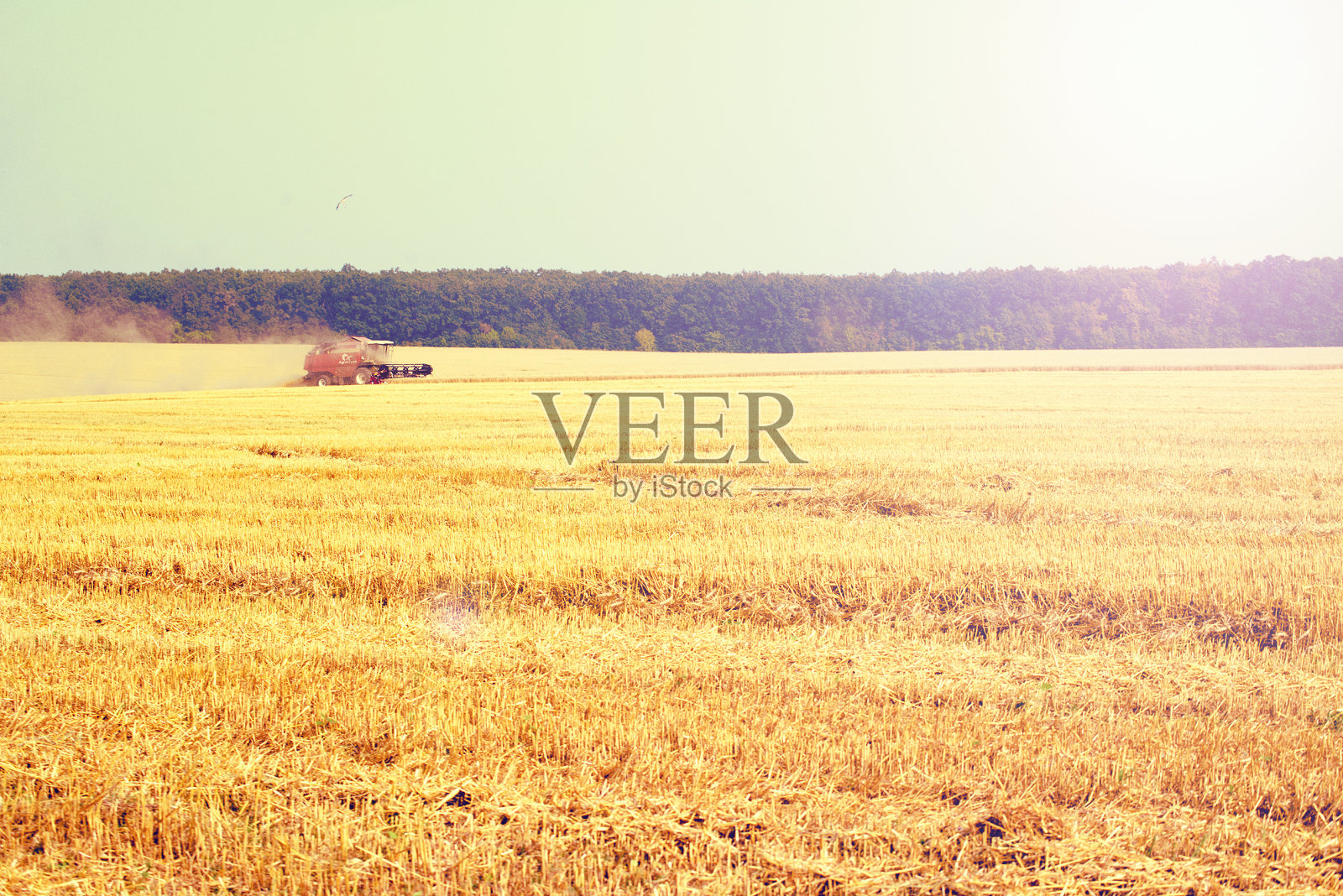 在麦田里收割小麦的收割机。联合收割机收割金灿灿的成熟麦田。农业照片摄影图片