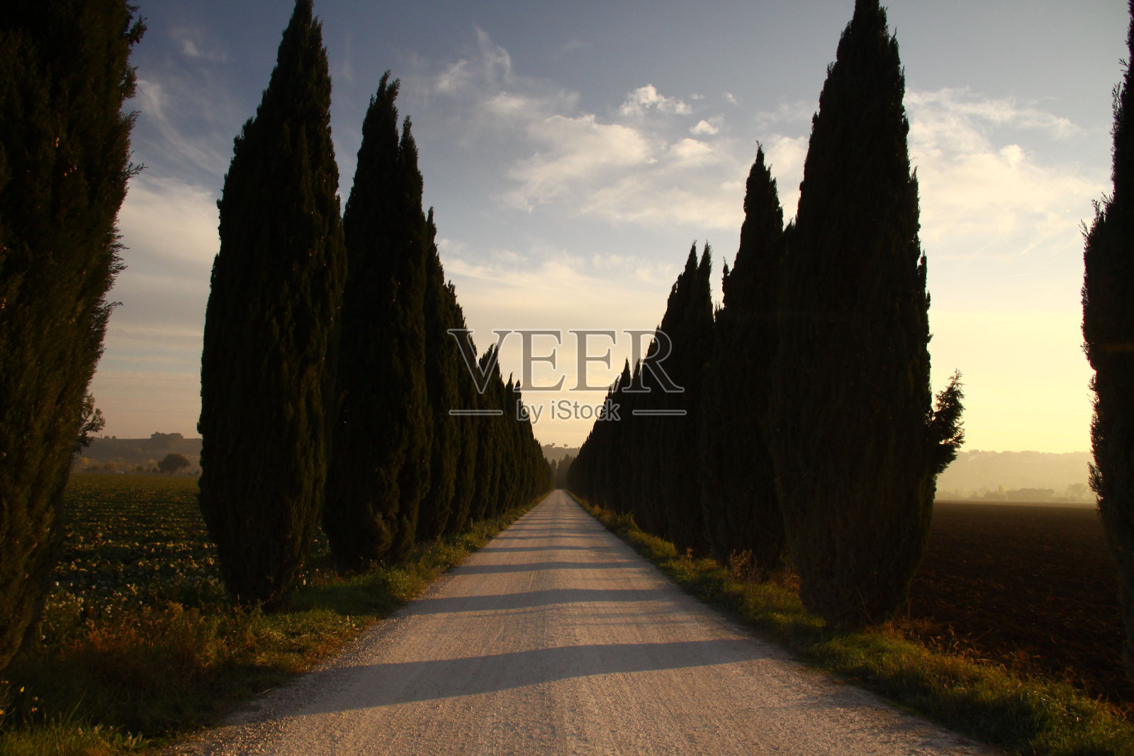 树木环绕的空旷小路照片摄影图片