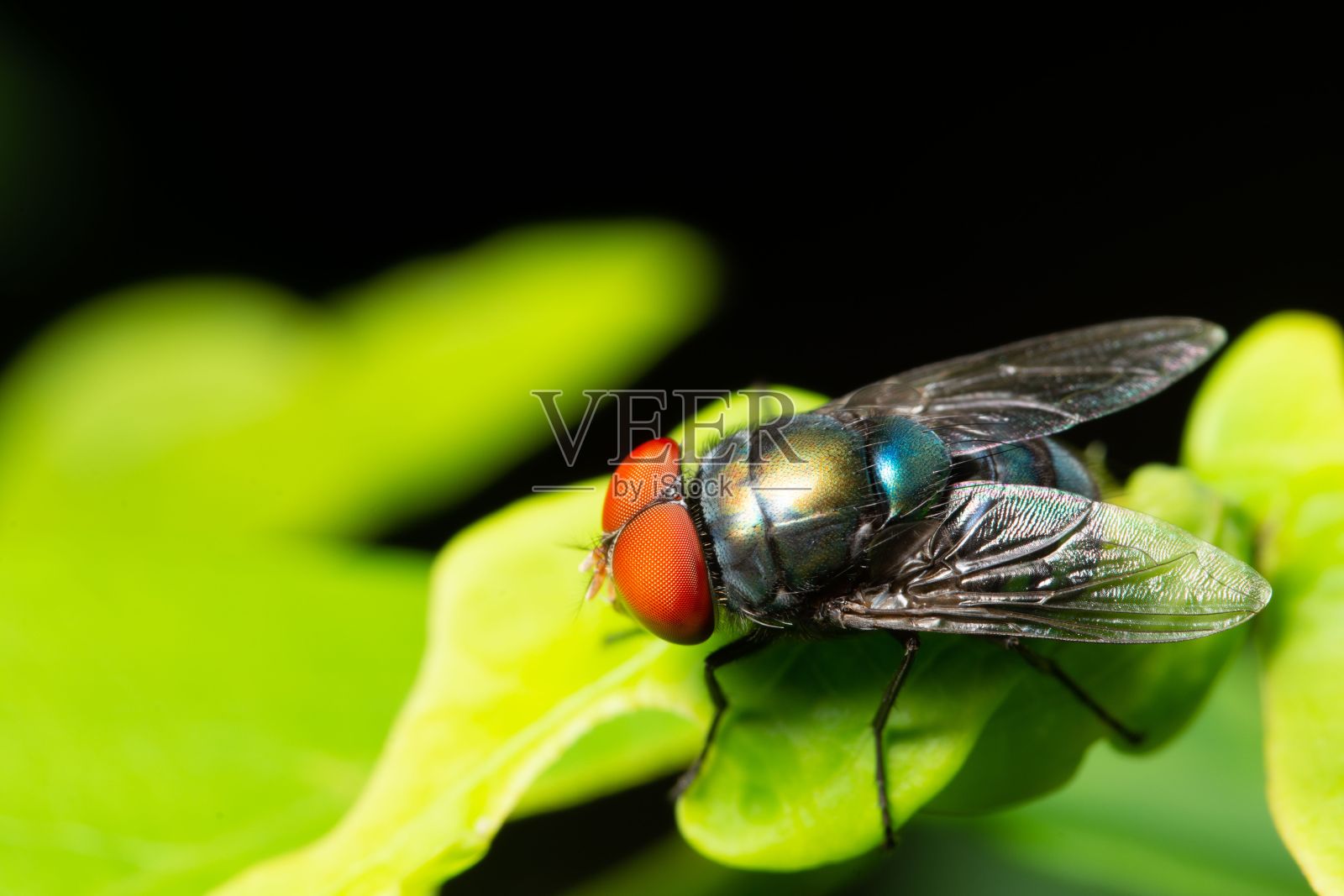 微距镜头，一只红色眼睛和蓝色身体的苍蝇站在绿色植物上照片摄影图片