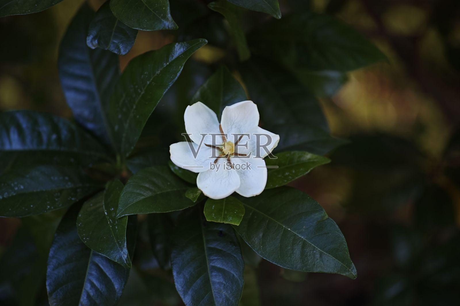 花园中的白花植物与散景背景照片摄影图片
