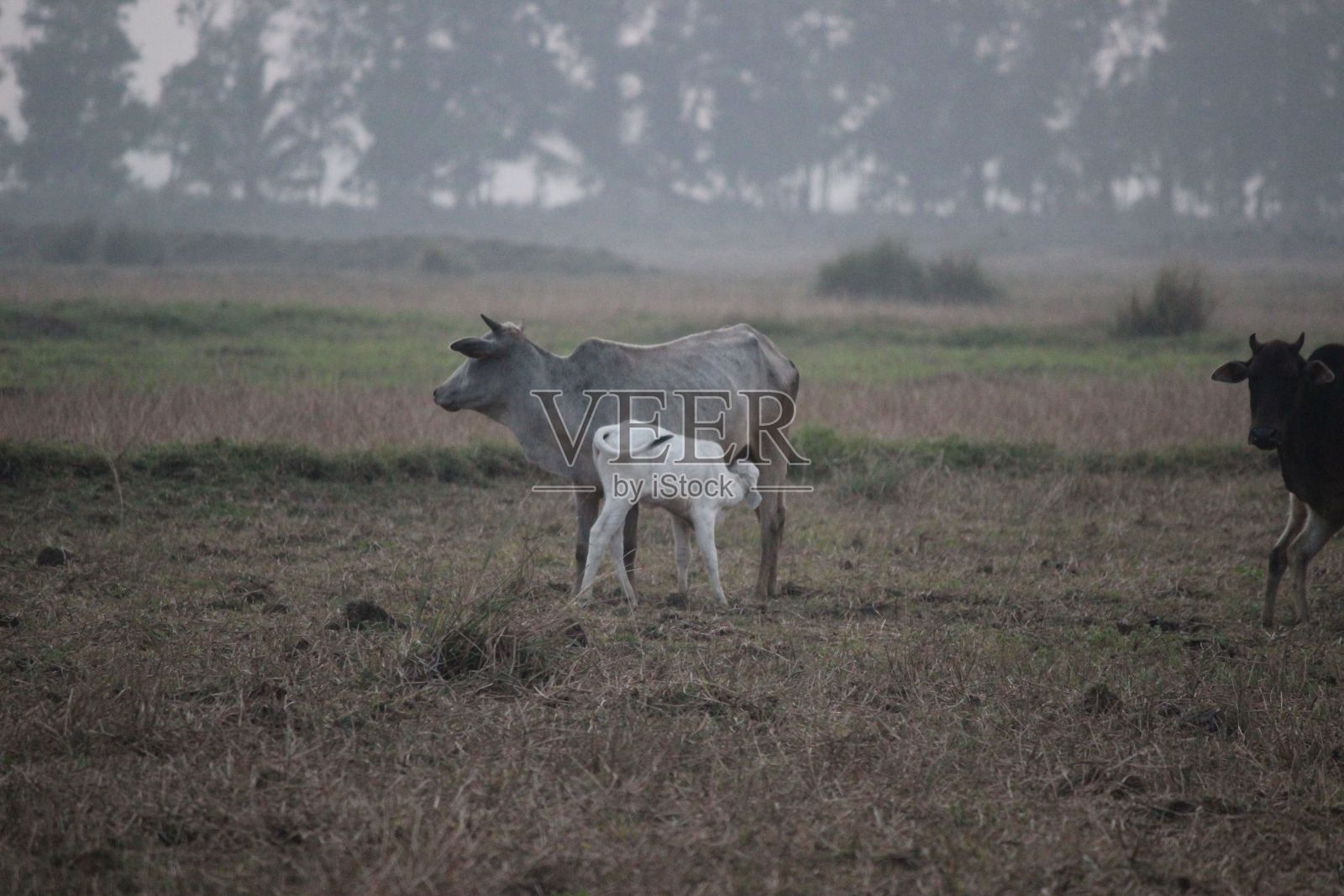 黄昏时分，婆罗门牛带着婴儿在田野里吃草照片摄影图片