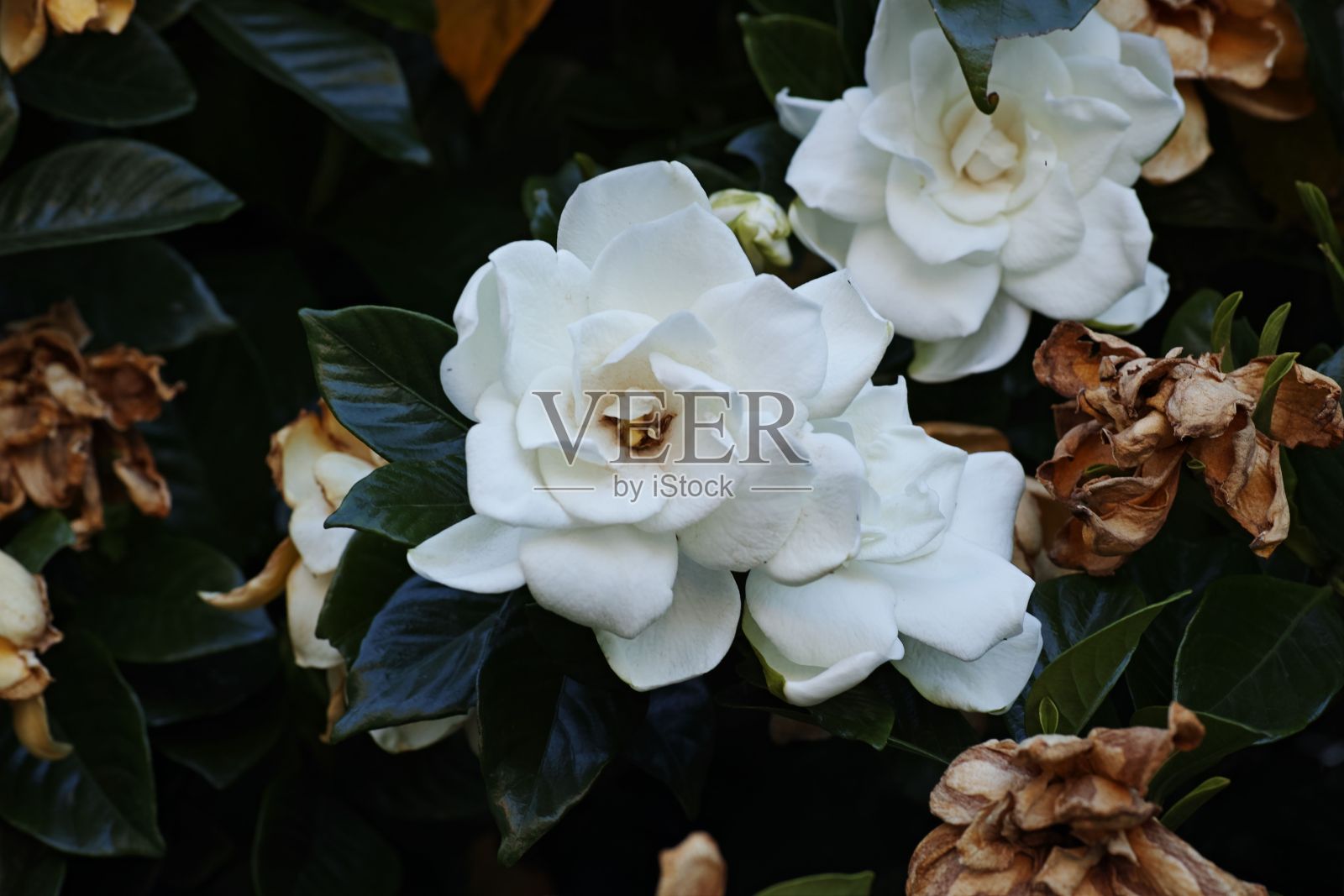 特写镜头的披肩茉莉开花在花园里照片摄影图片