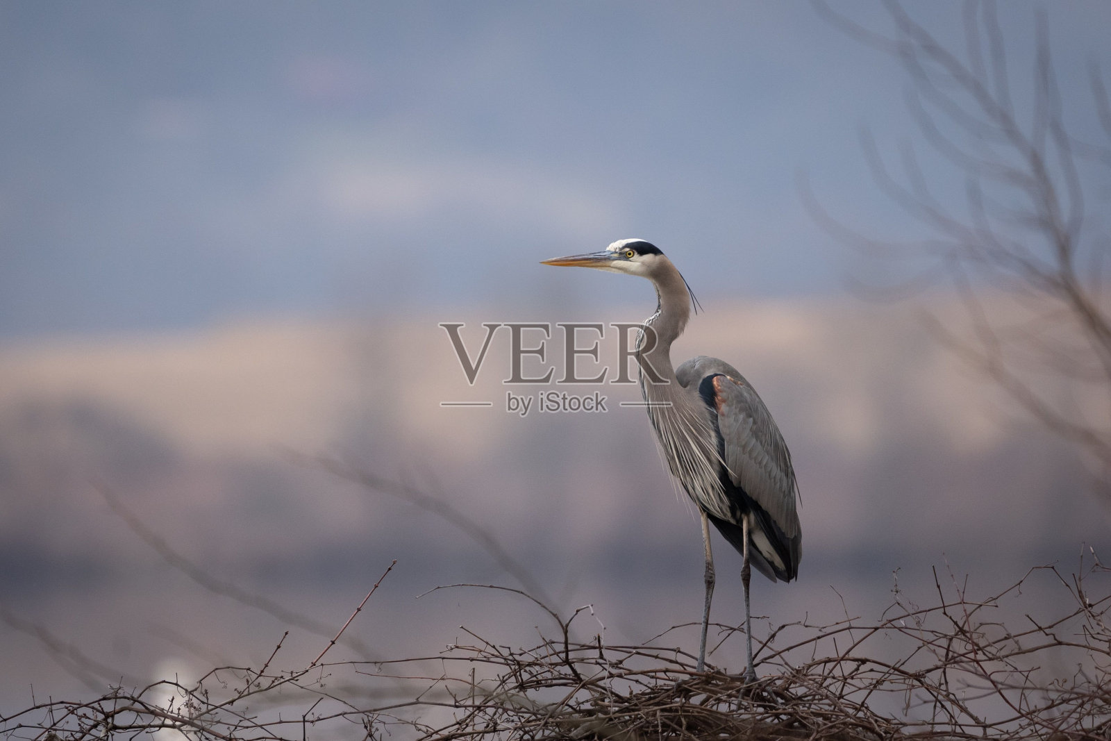 苍鹭站在干涸的树枝上，背景是湖泊照片摄影图片