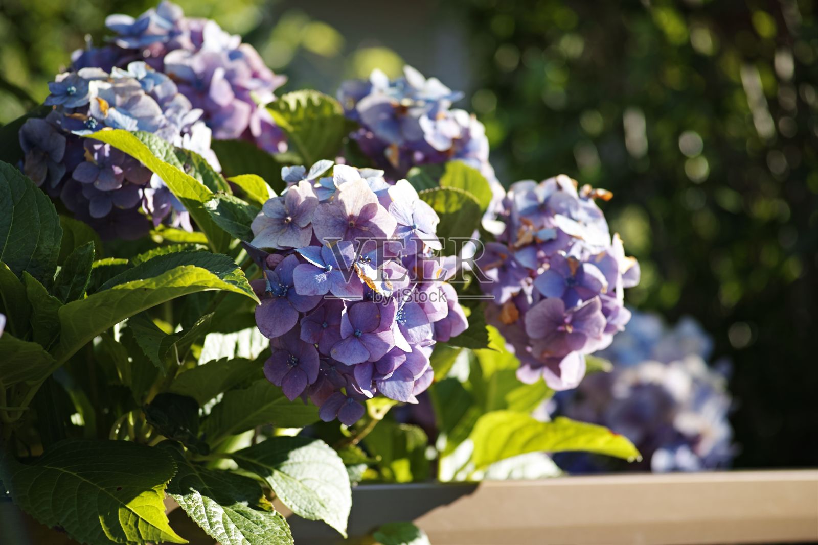 在一个阳光明媚的日子里，美丽的法国绣球花的特写照片摄影图片
