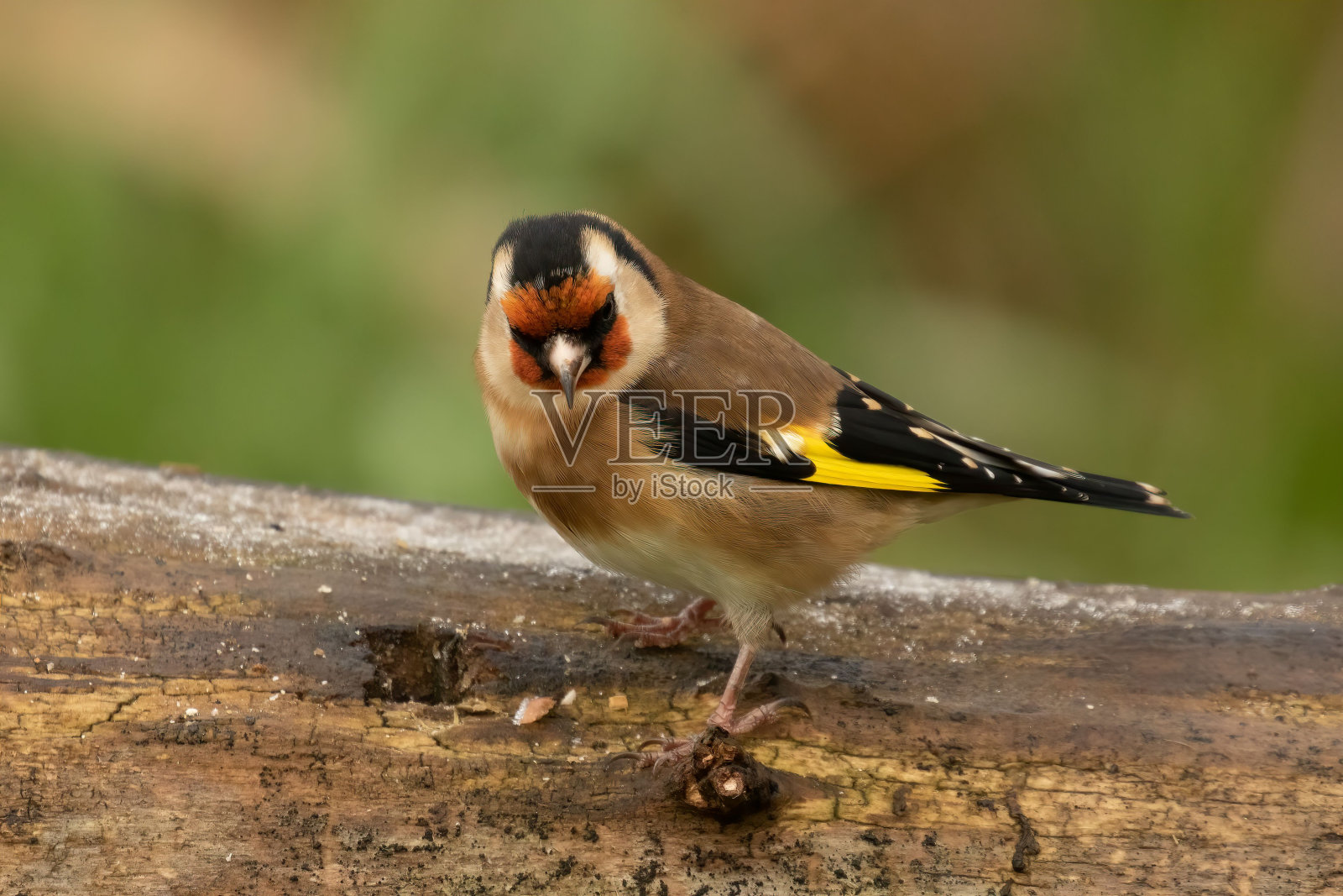 一只金翅雀栖息在森林里的一棵树上照片摄影图片