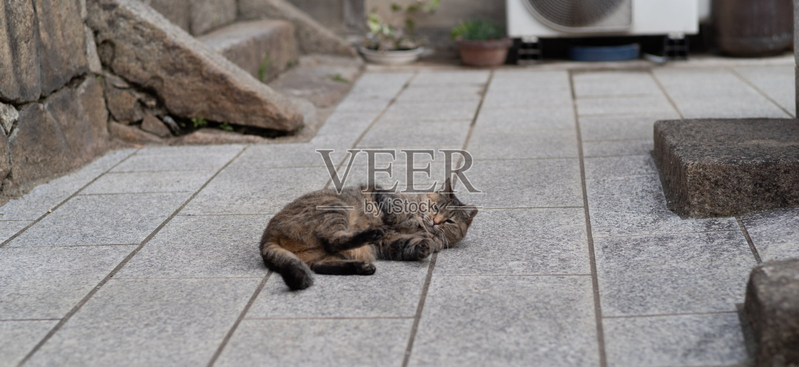 躺在猫照片摄影图片