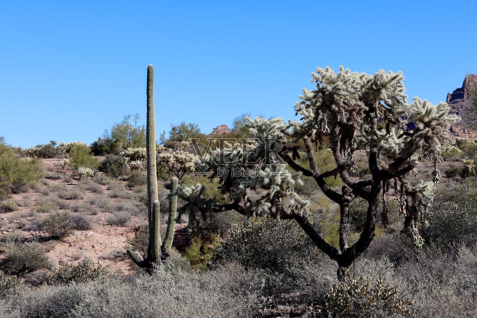 岩石峭壁上的植物和仙人掌照片摄影图片