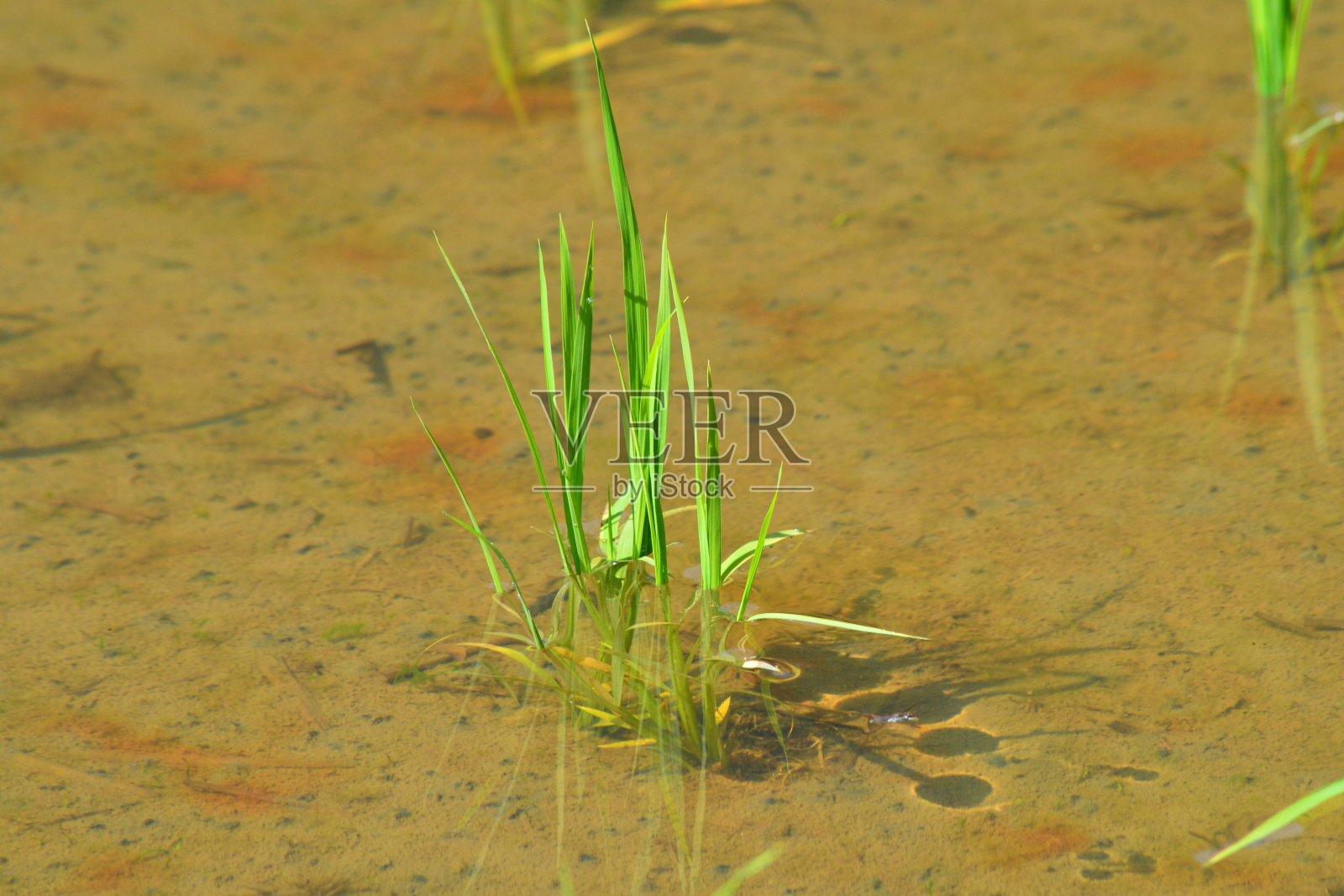 水稻种植后的稻田照片摄影图片