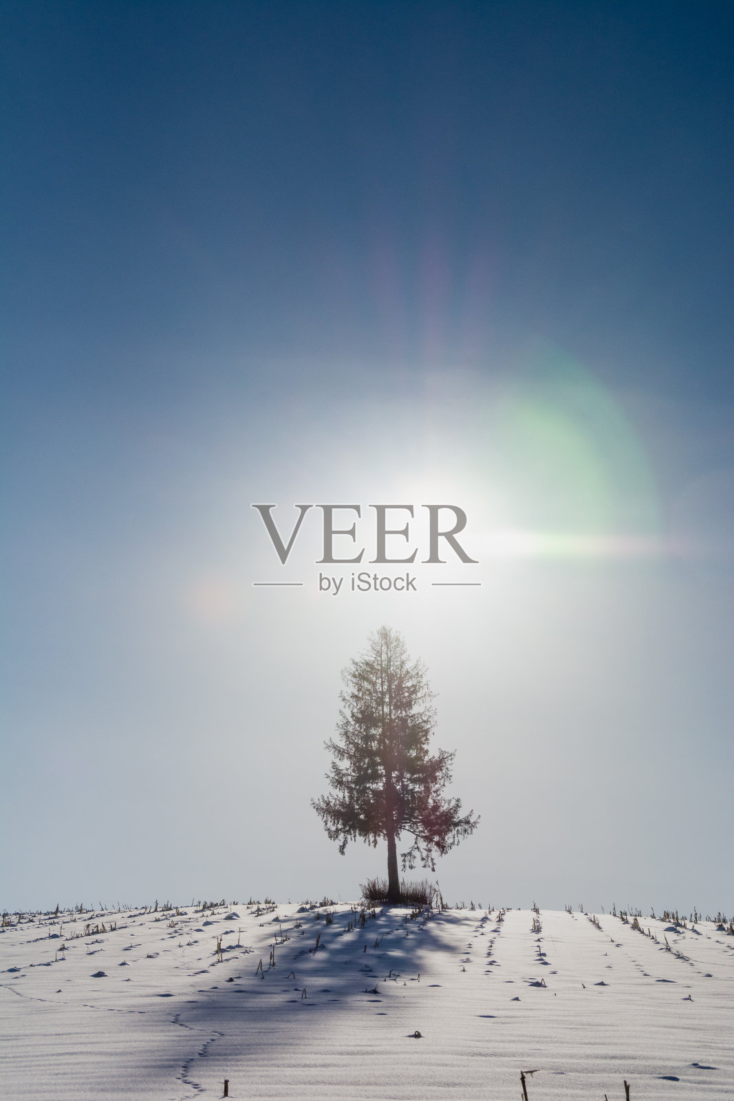 松树矗立在雪山和阳光照片摄影图片