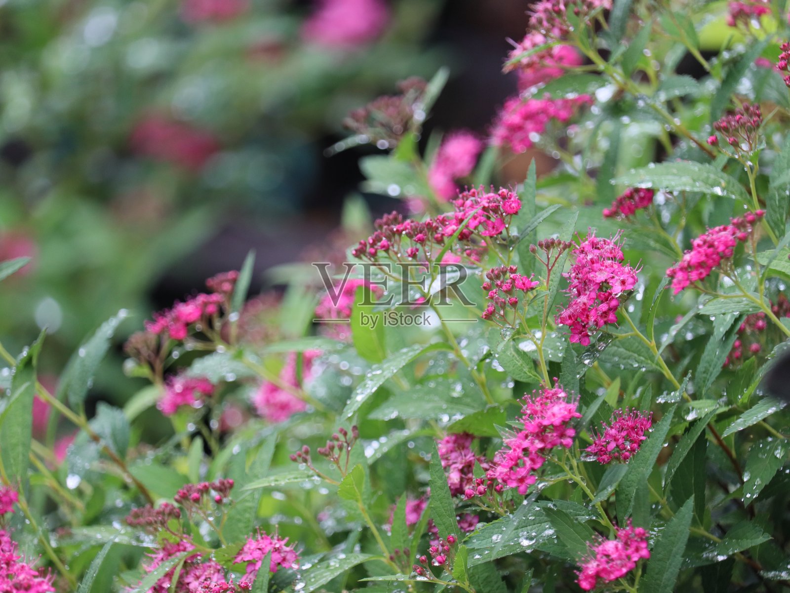 粉红色的花朵和露水照片摄影图片