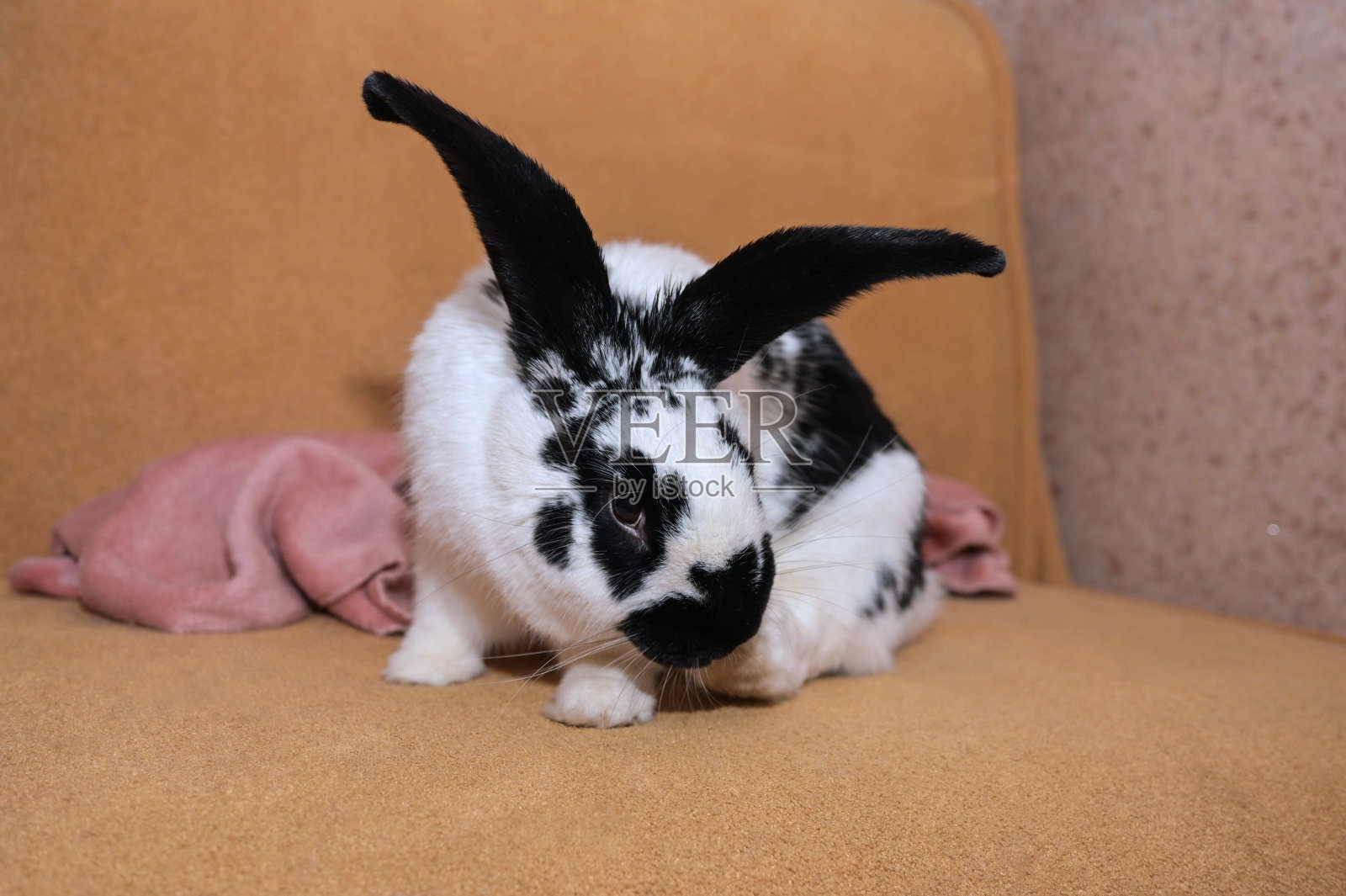 可爱的小兔子正坐在黄色的沙发上看着镜头照片摄影图片