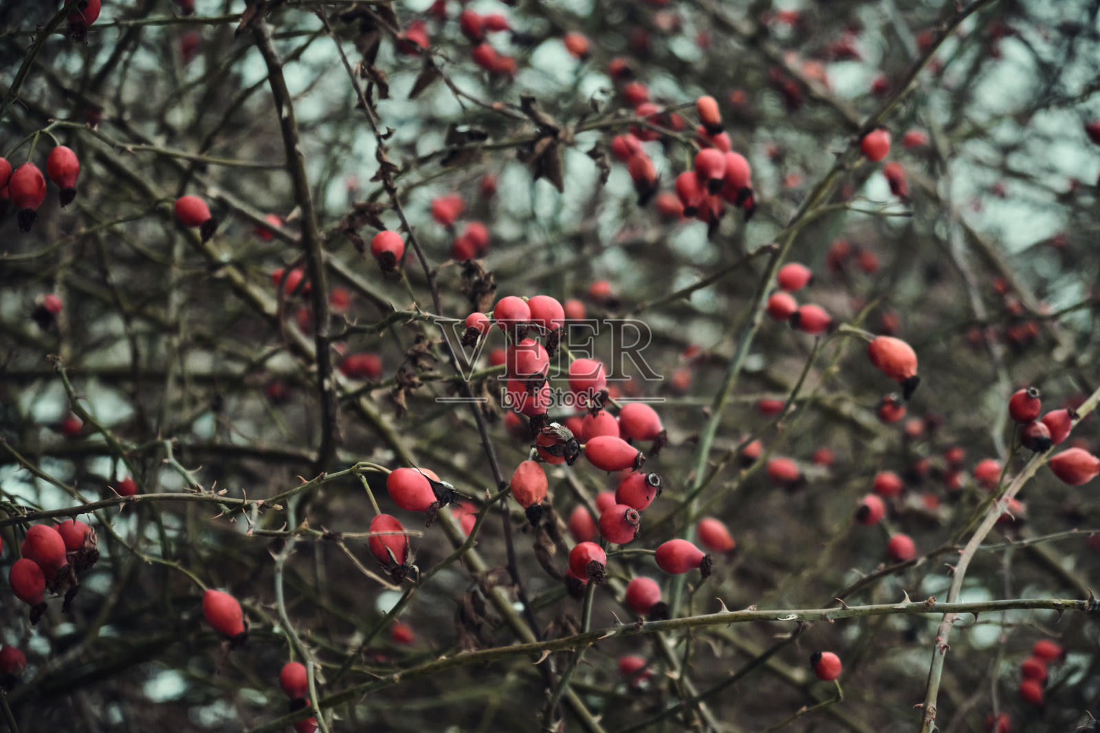 白雪覆盖的红玫瑰果在灌木丛中，背景是雪。玫瑰果丛，冬季结浆果照片摄影图片