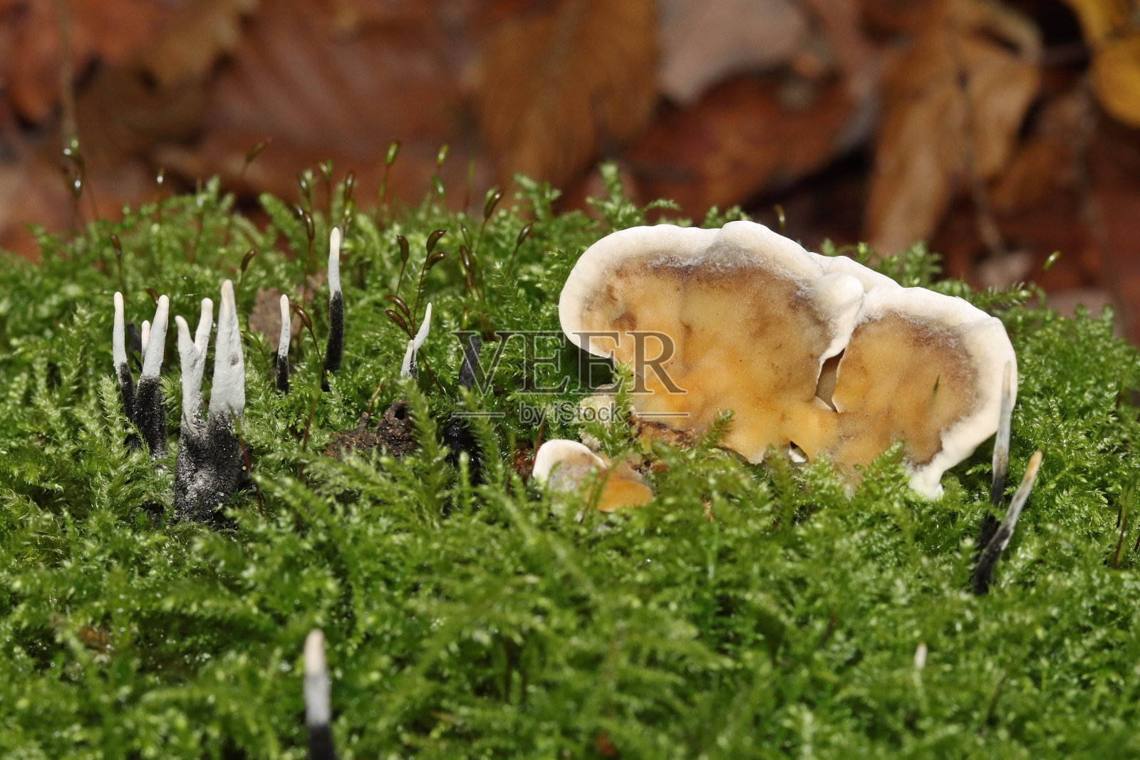 Xylaire du bois - Candlesnuff Fungus (Xylaria hypoxylon) & Tramète versicolore - Turkey-tail (Trametes versicolor).照片摄影图片