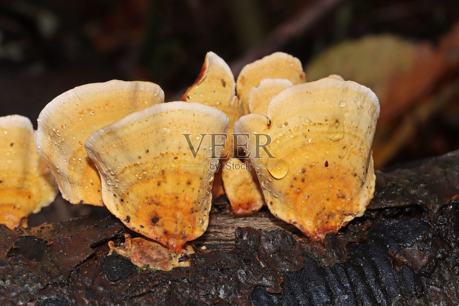 Tramète versicolore - Turkey-tail (Trametes versicolor).照片摄影图片