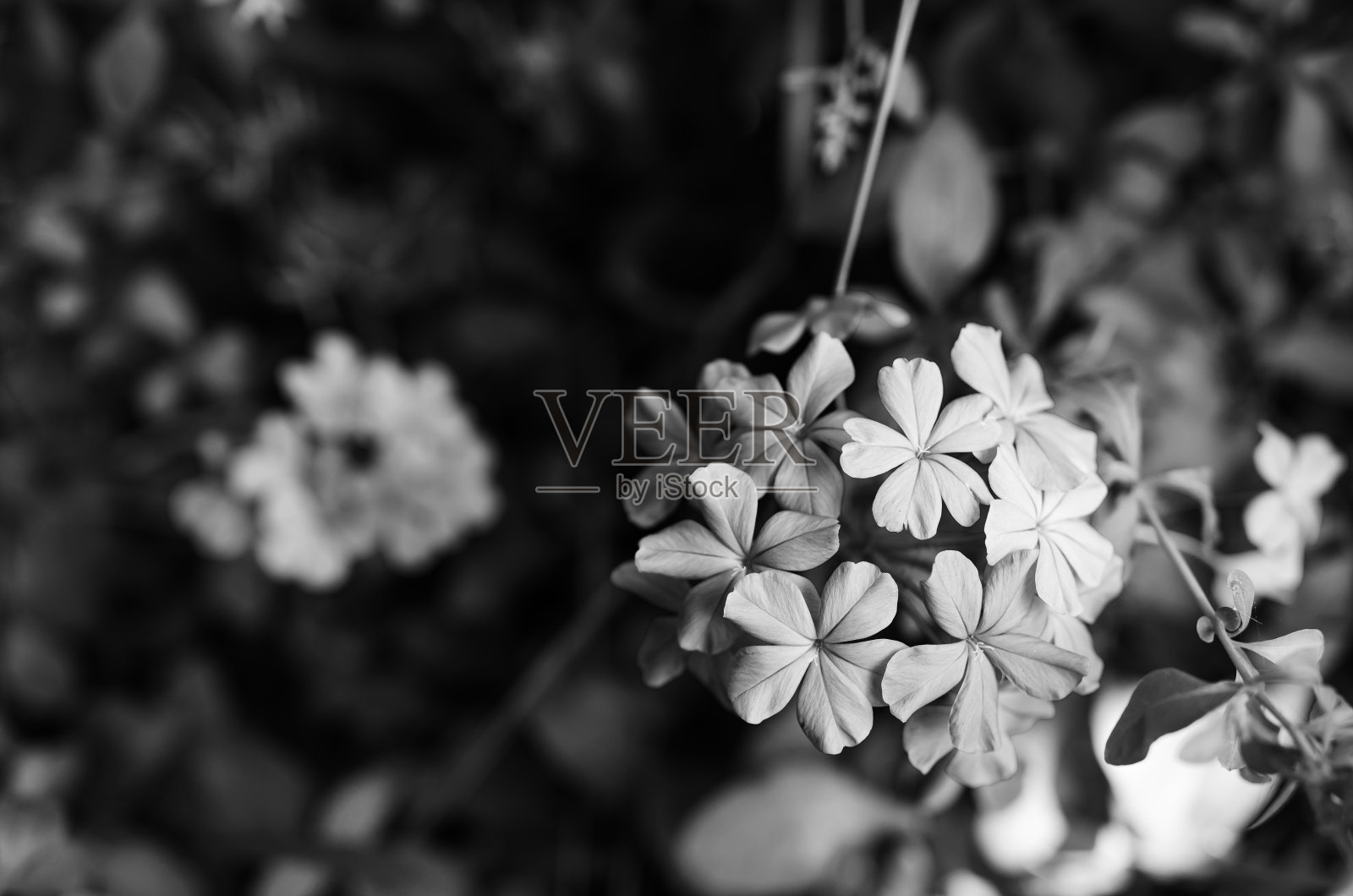 前花园的美丽花朵照片摄影图片