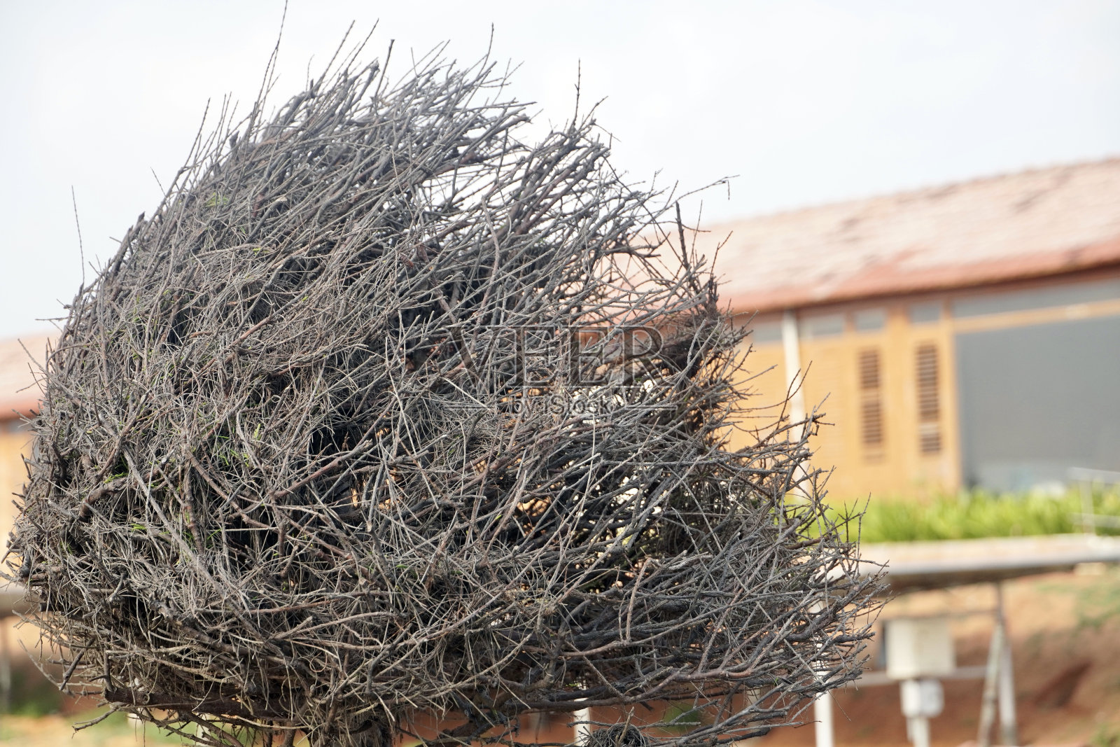 树枝的野枝照片摄影图片