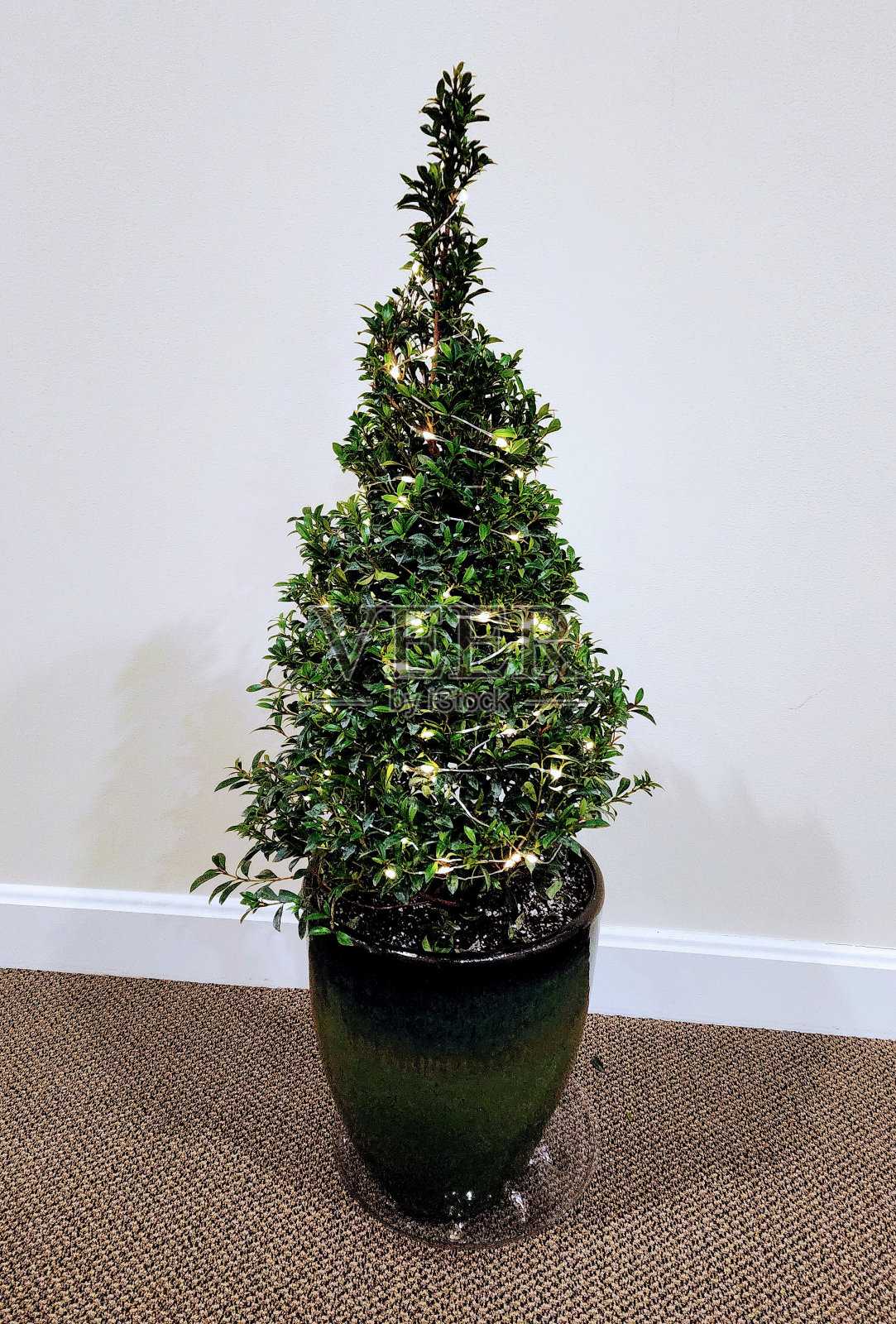 小盆栽松树照片摄影图片