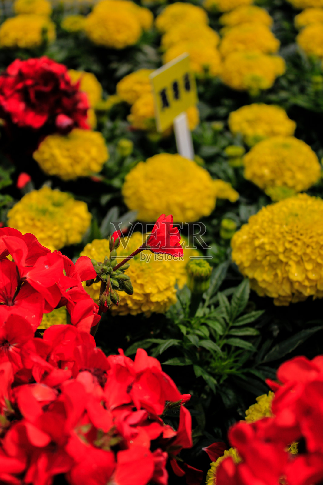浅聚焦于红色的花朵，并以黄菊为背景照片摄影图片