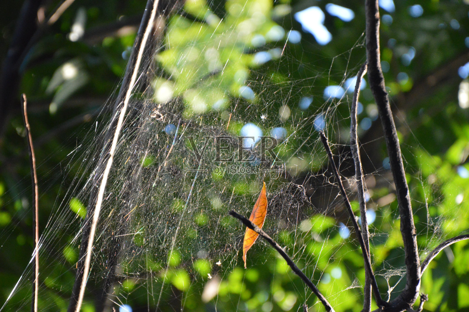 蜘蛛网照片摄影图片