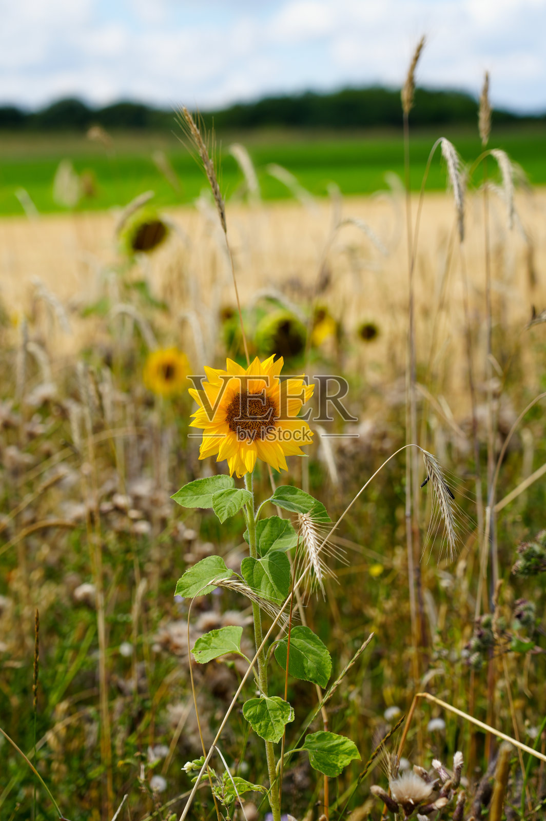 向日葵在田野的边缘。有开花植物的景观。照片摄影图片