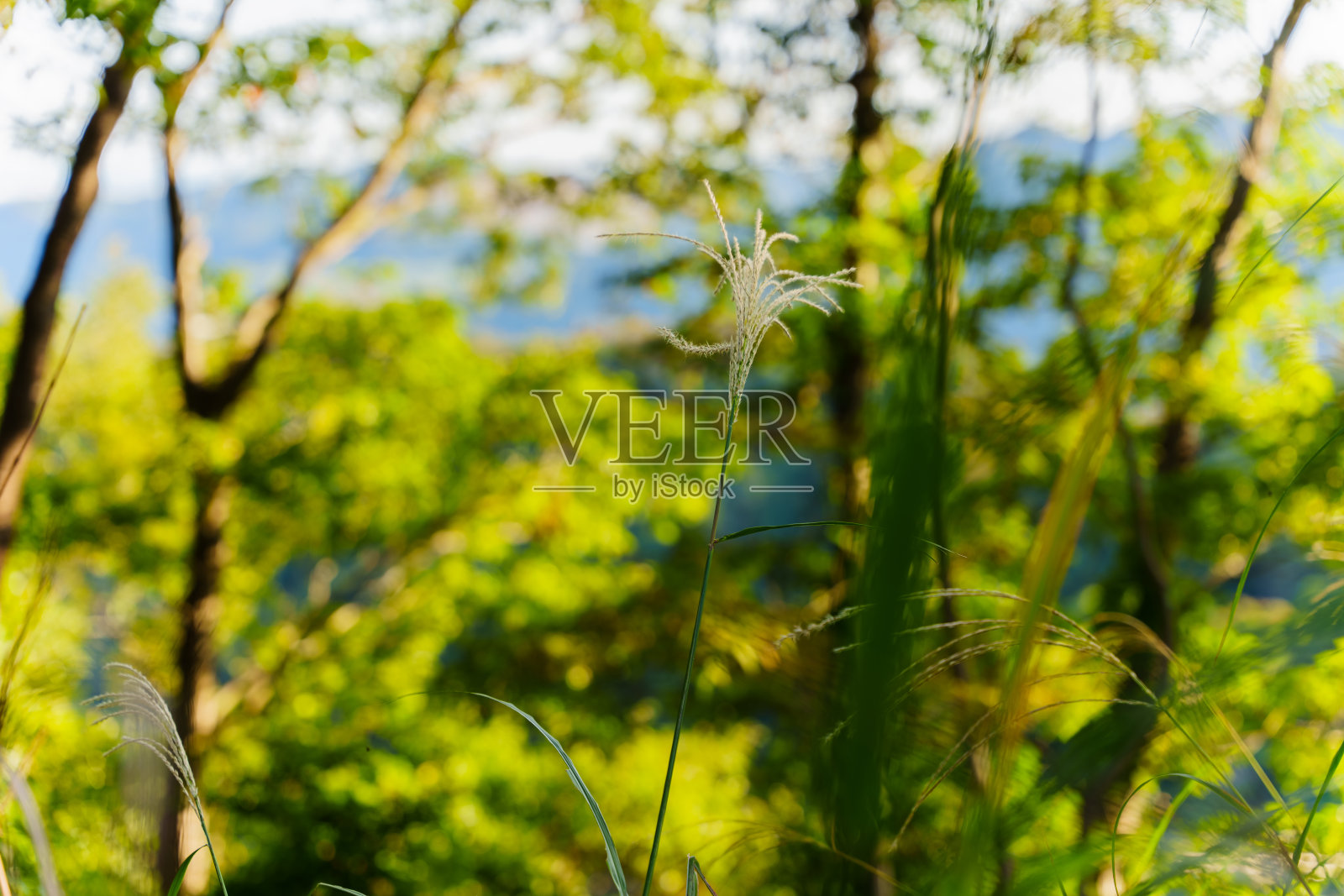 秋天的森林和潘帕斯草照片摄影图片