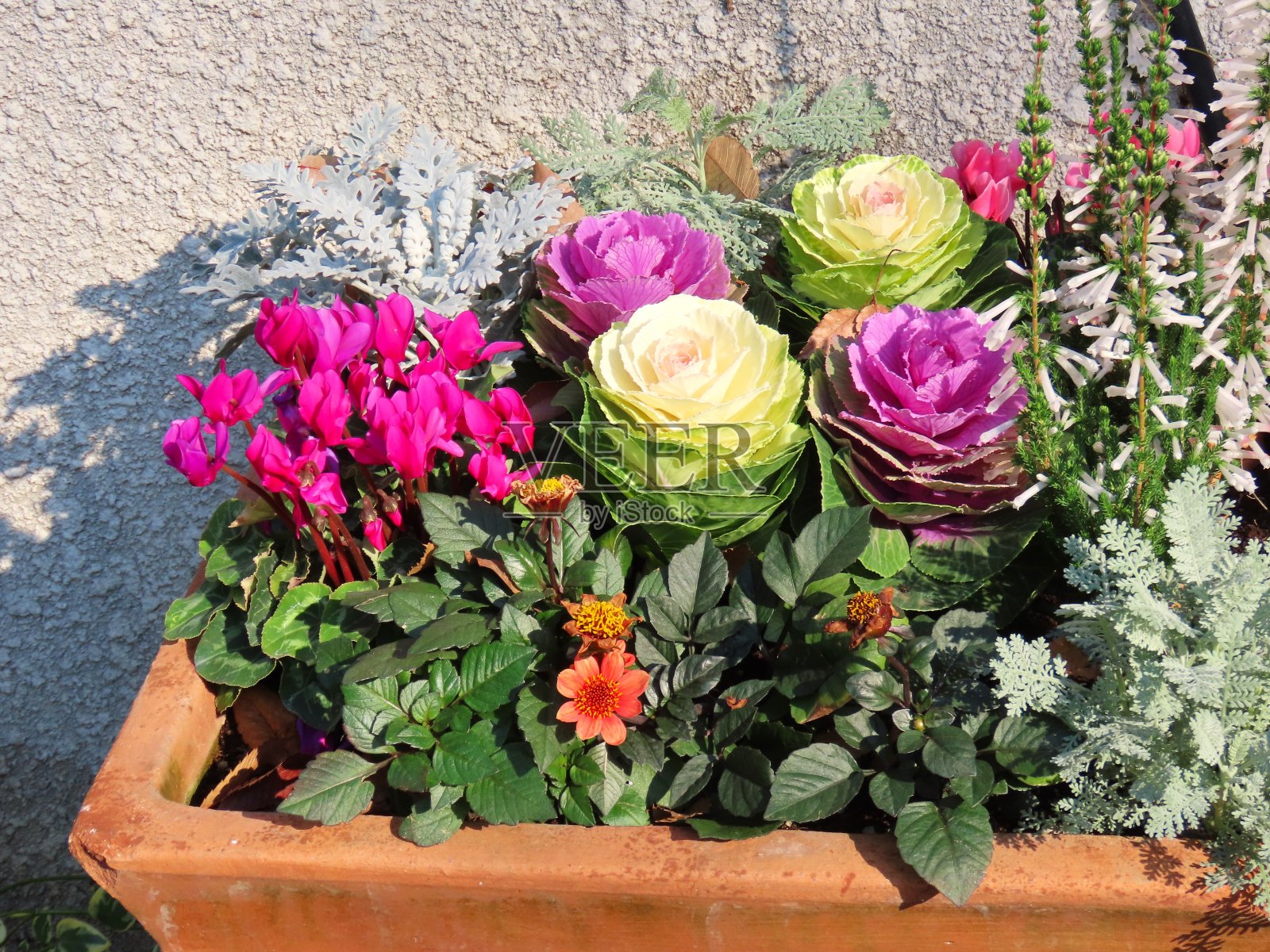 组种植照片摄影图片