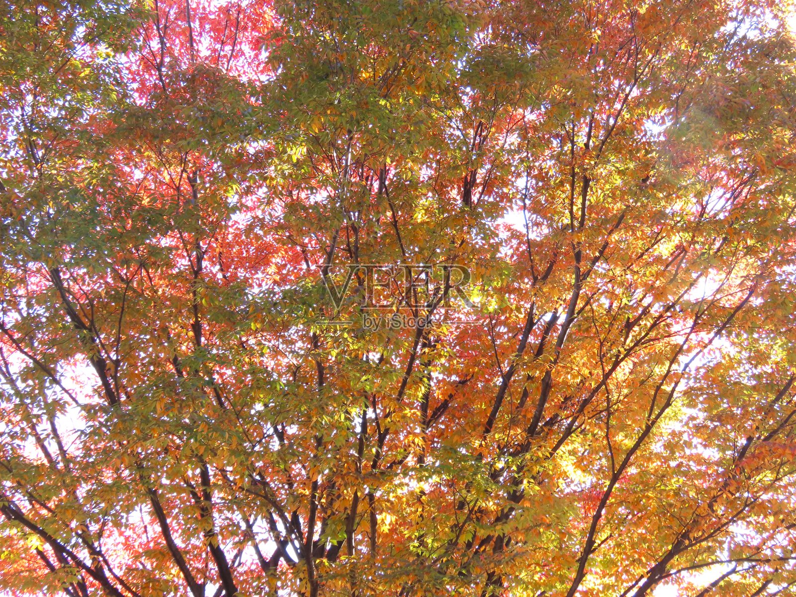 秋天的落叶照片摄影图片