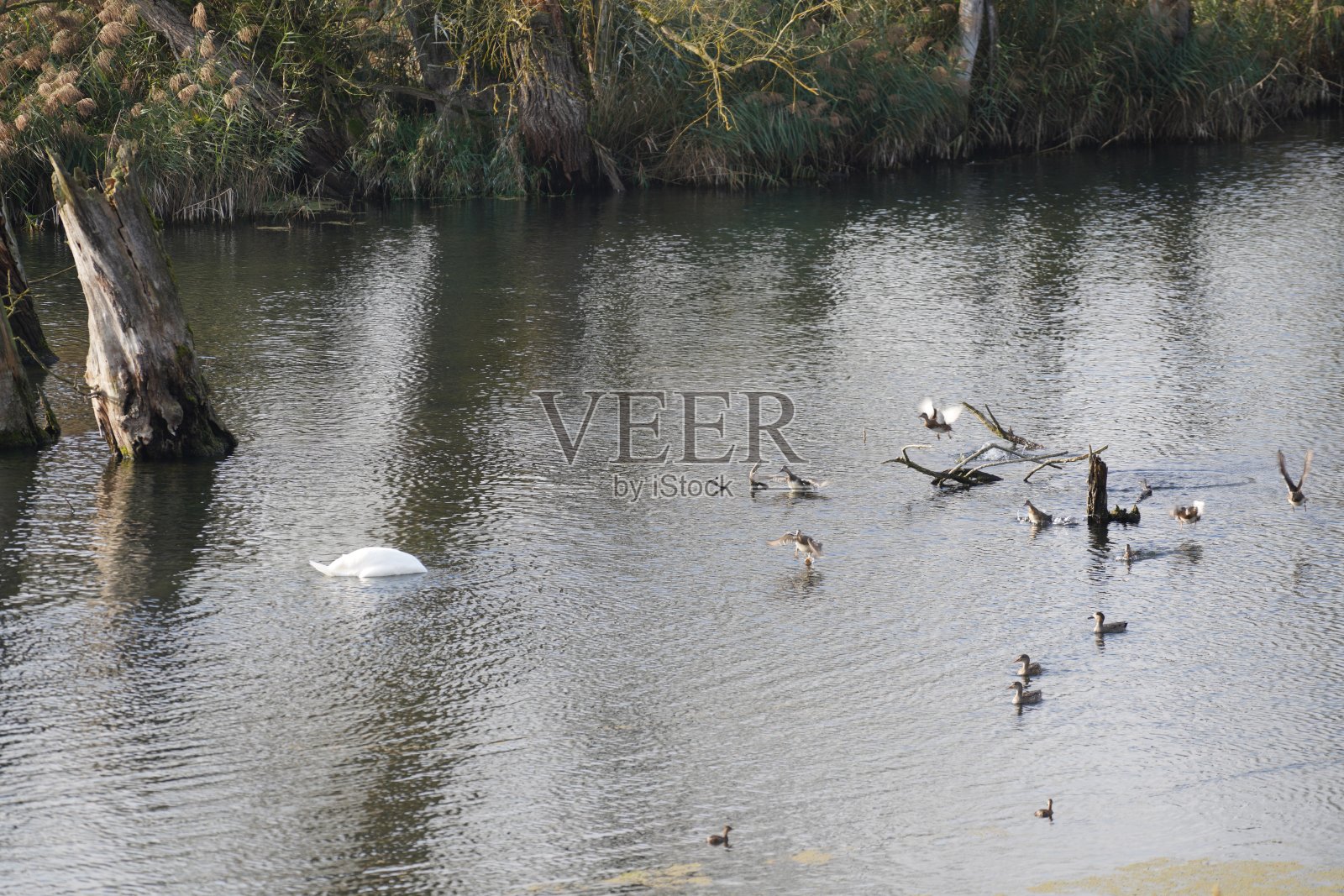 多瑙河边的天鹅、鸭子或鸬鹚照片摄影图片