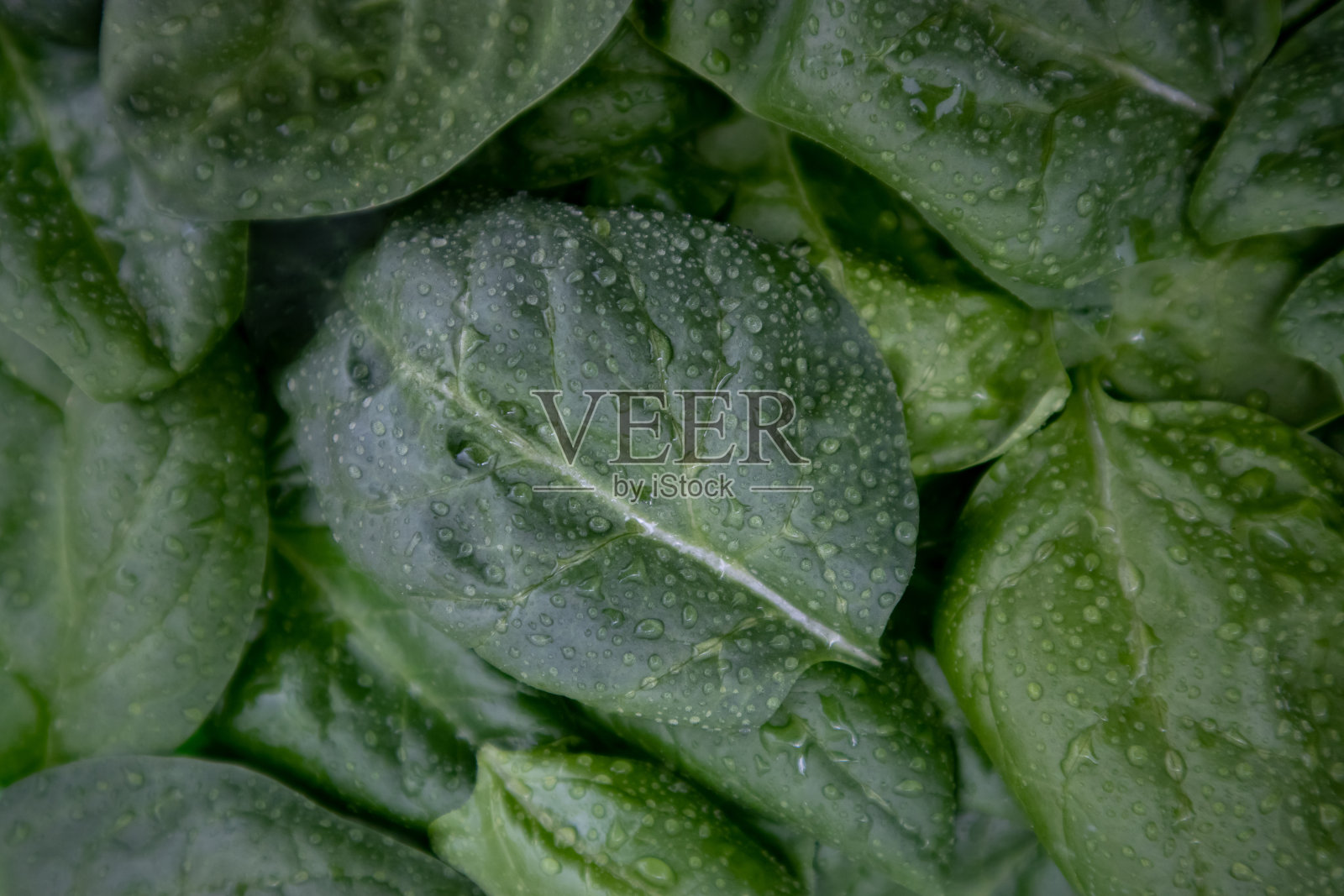 背景是新鲜的绿色菠菜叶子，从上面特写照片摄影图片