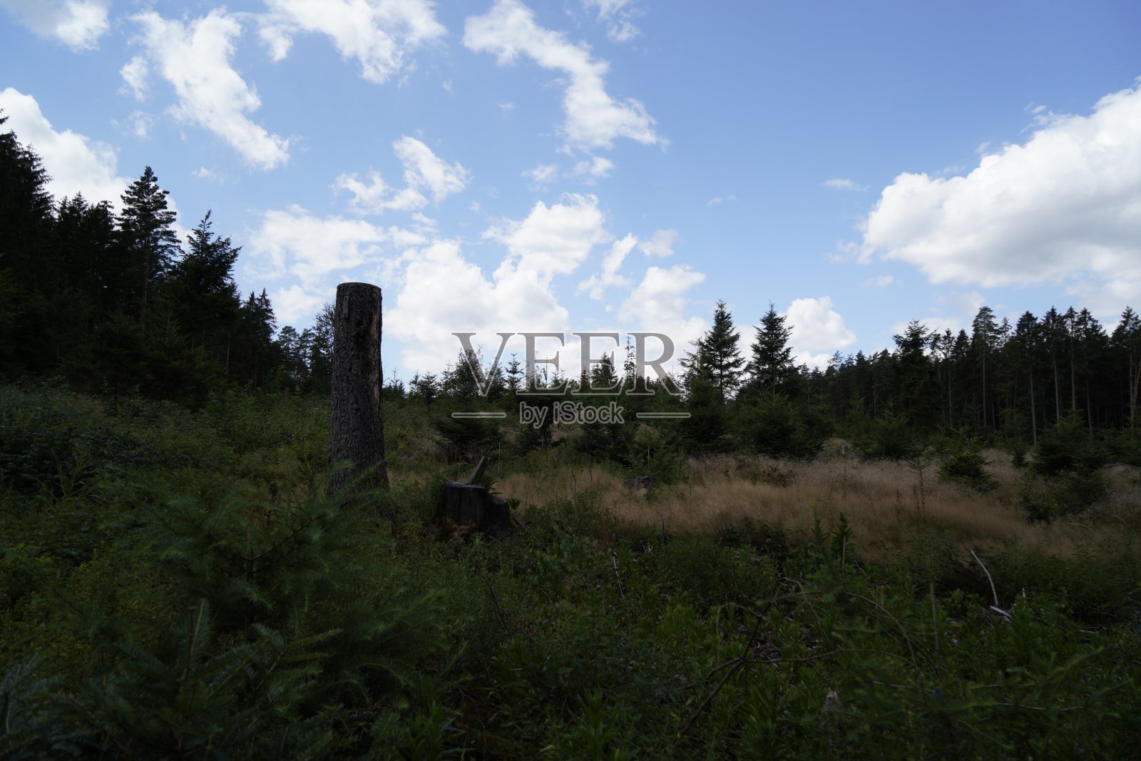 气候变化、干旱和风暴以及森林砍伐导致的森林枯死照片摄影图片