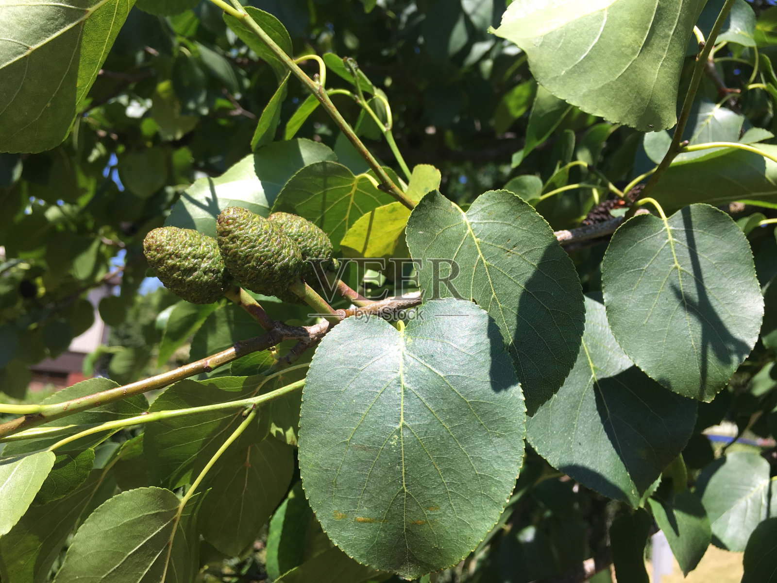 意大利桤木-叶和半成熟雌球果照片摄影图片