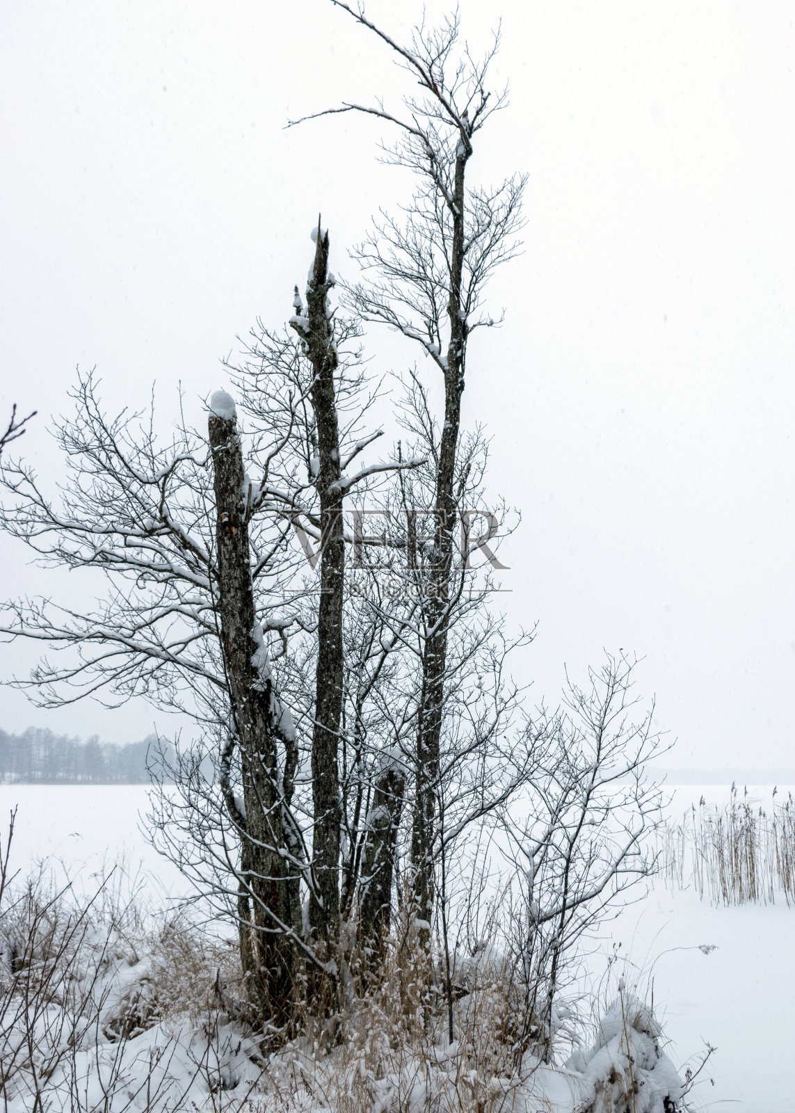 灰色雾蒙蒙的冬季景观，落雪模糊的背景，树木的碎片照片摄影图片