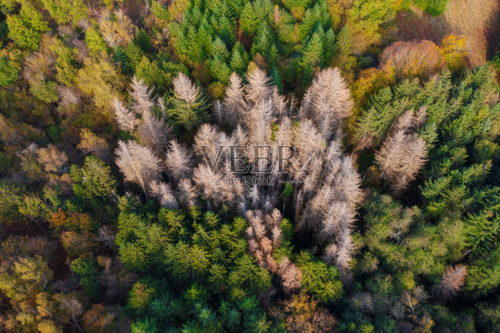 森林里的杉树被树皮甲虫咬死照片摄影图片