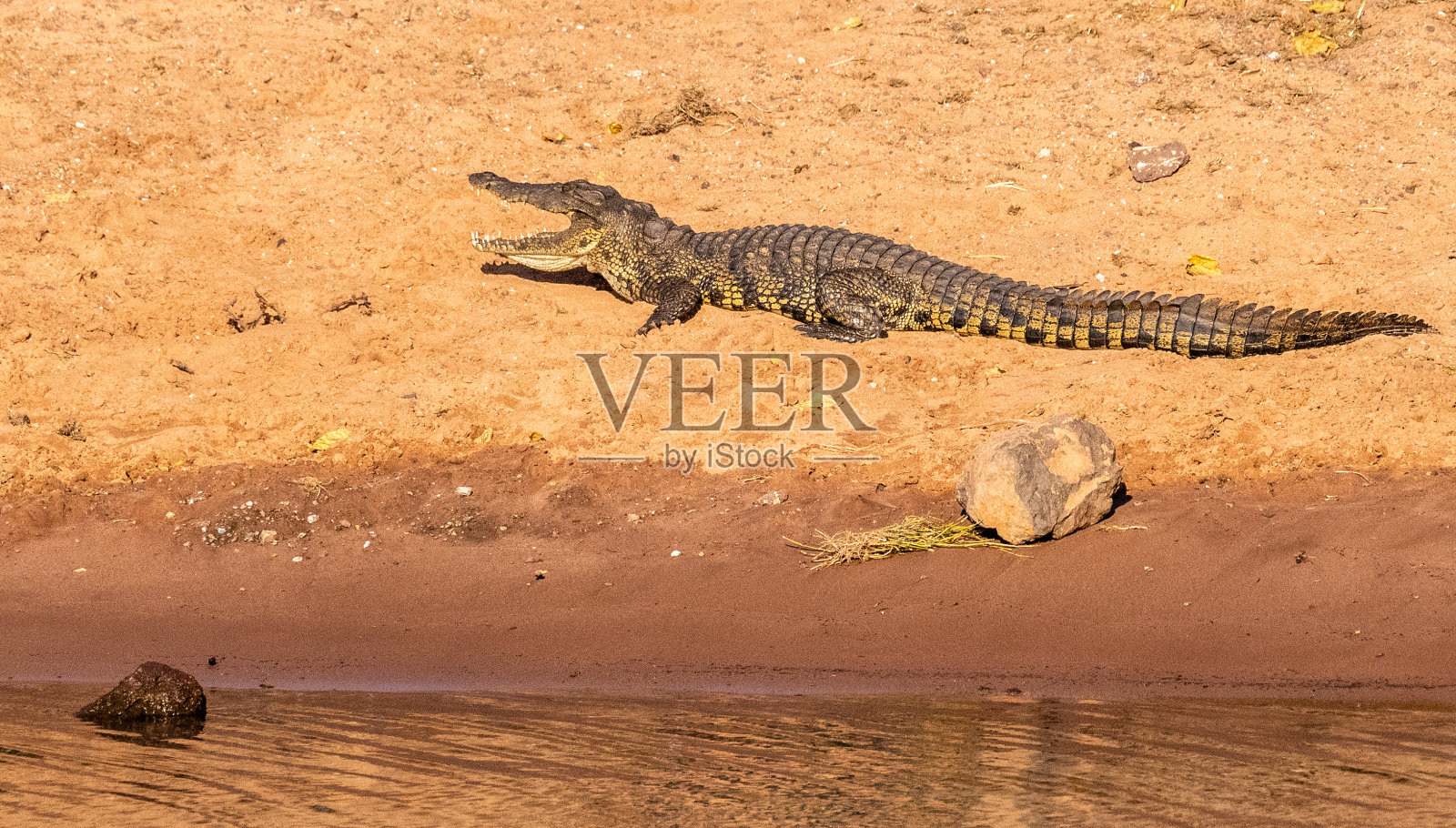 乔贝国家公园的尼罗河鳄鱼照片摄影图片