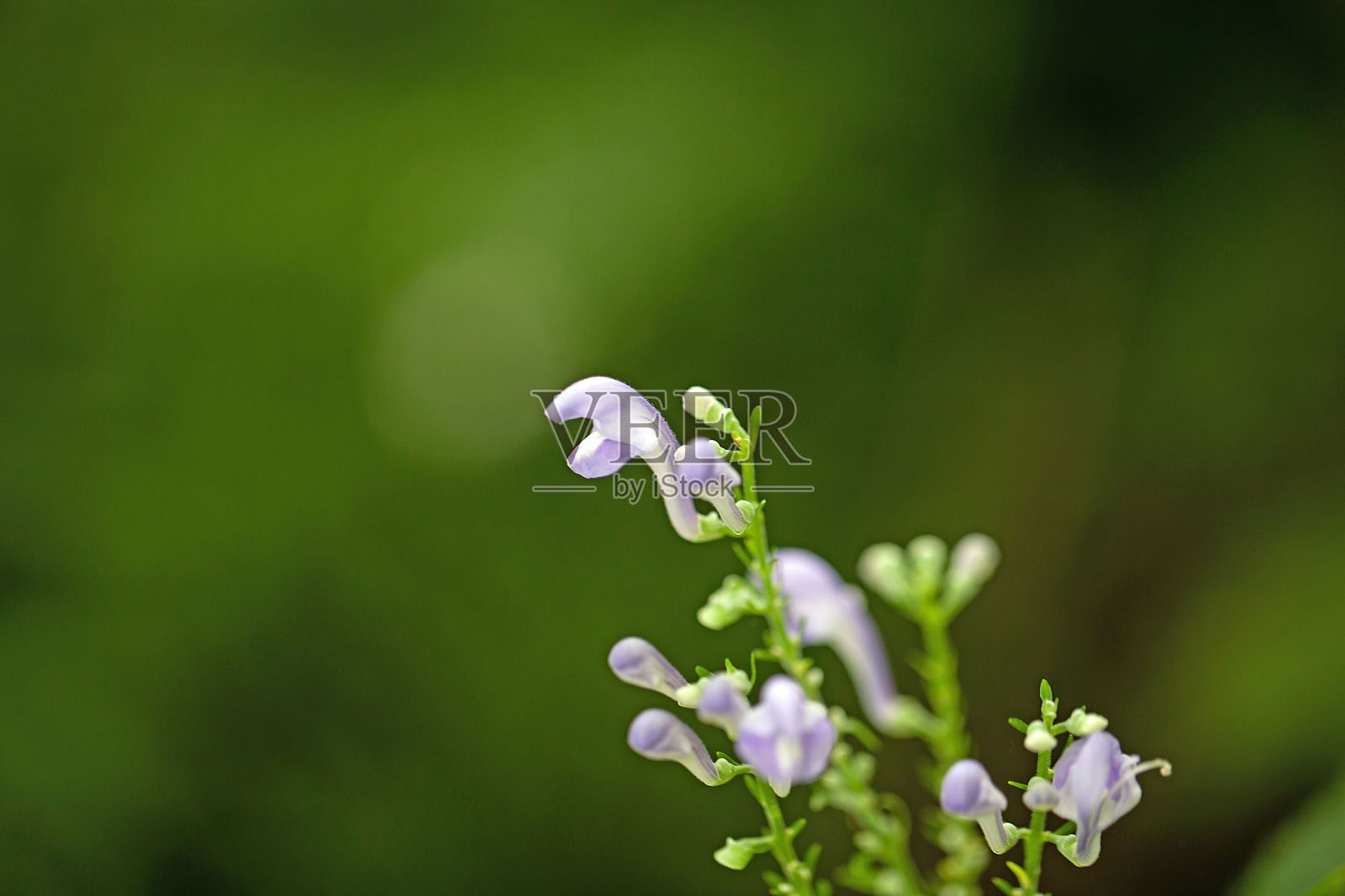 黄芩、黄芩照片摄影图片