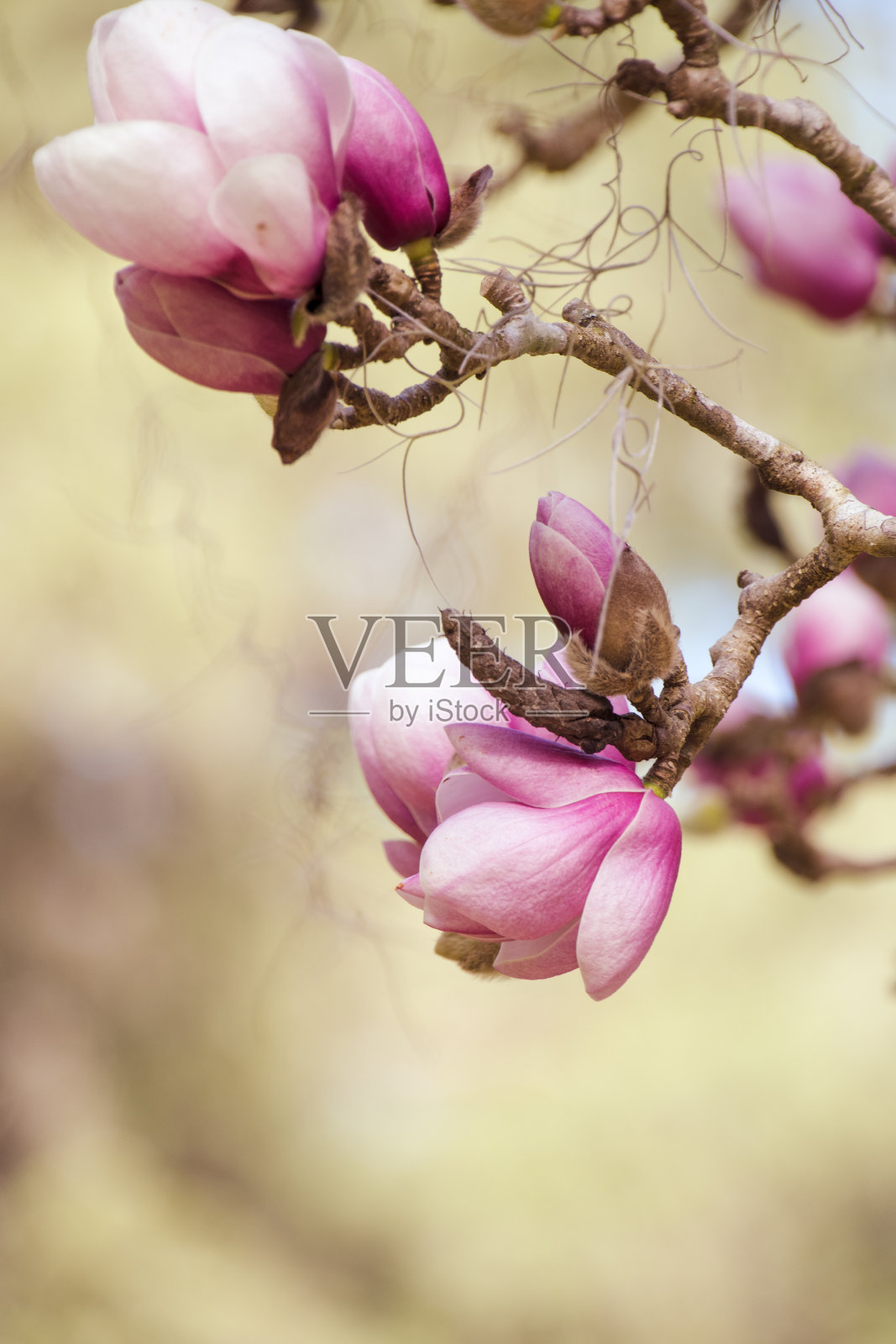 盛开的花朵照片摄影图片